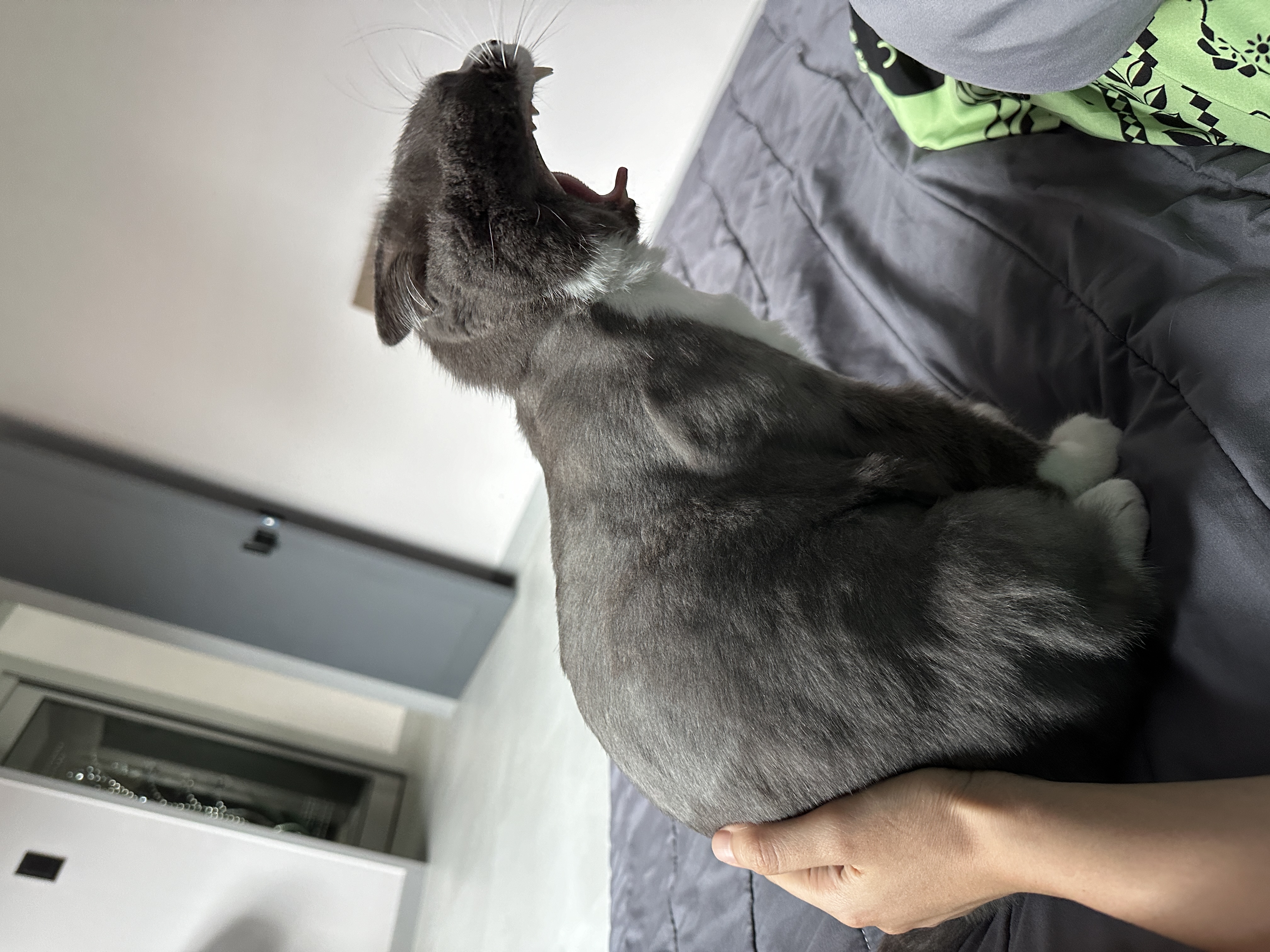 주몽(건우)정식 입양 