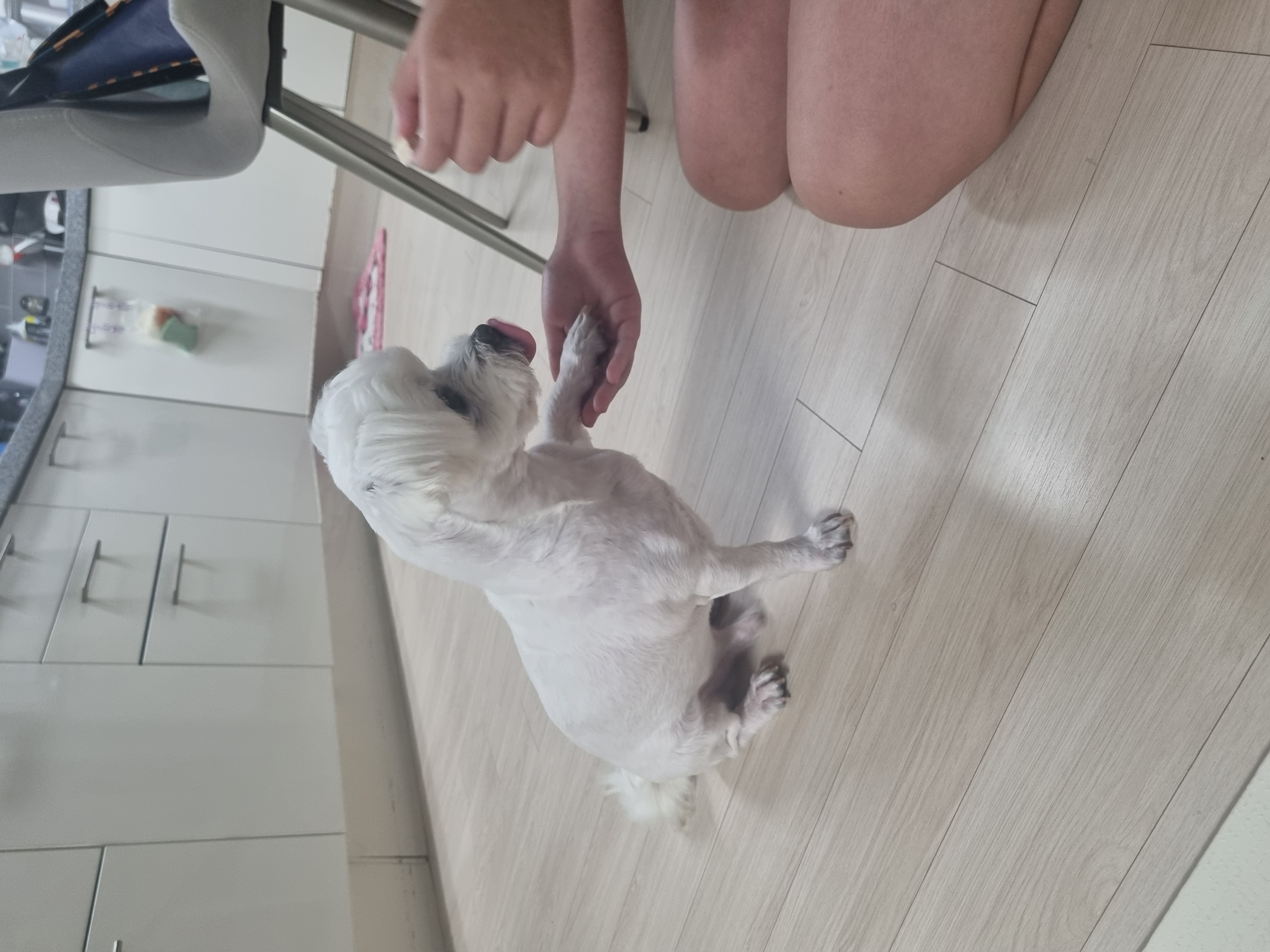 보령구조견 티코 입양 3달 후기^^