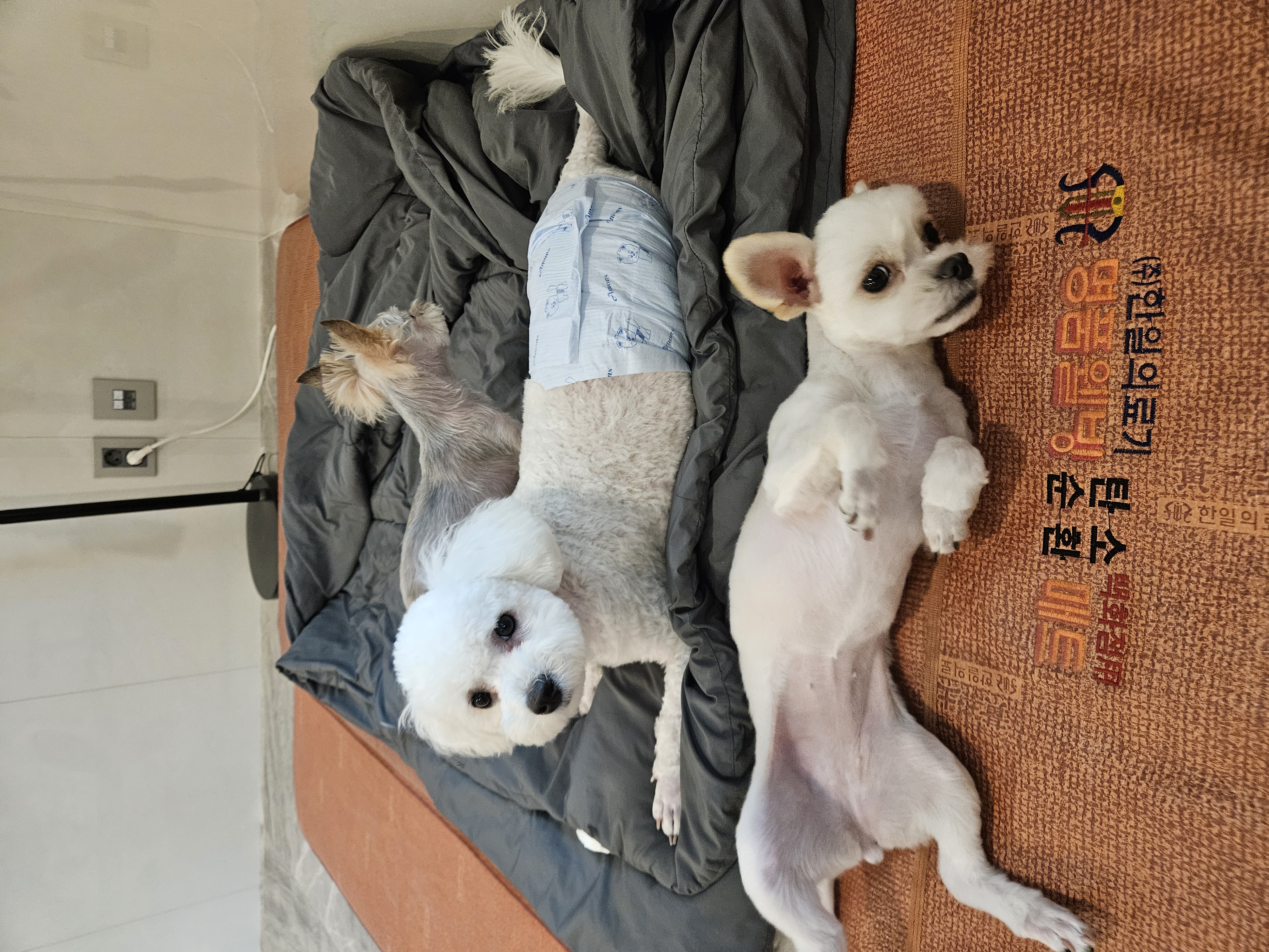 샤넬(구 아자),볼보(구 양삼이)