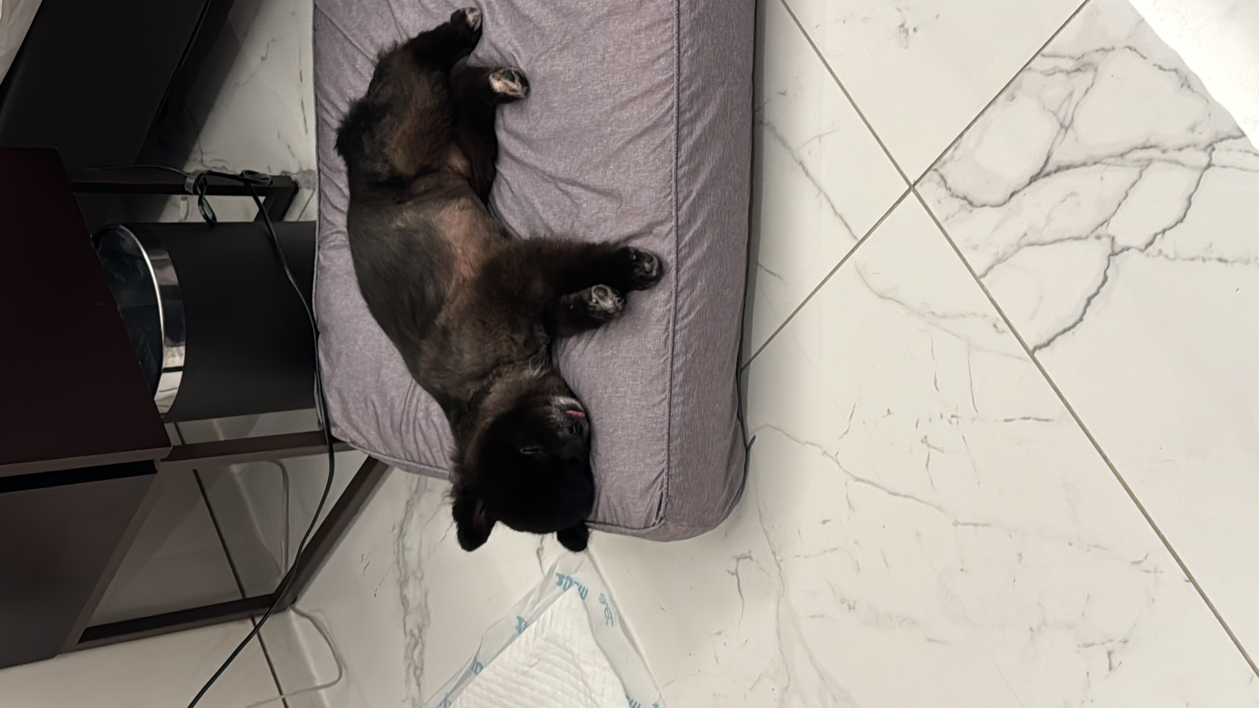 반곰이(현: 레오) 입양전제 임시보호 3개월 후기