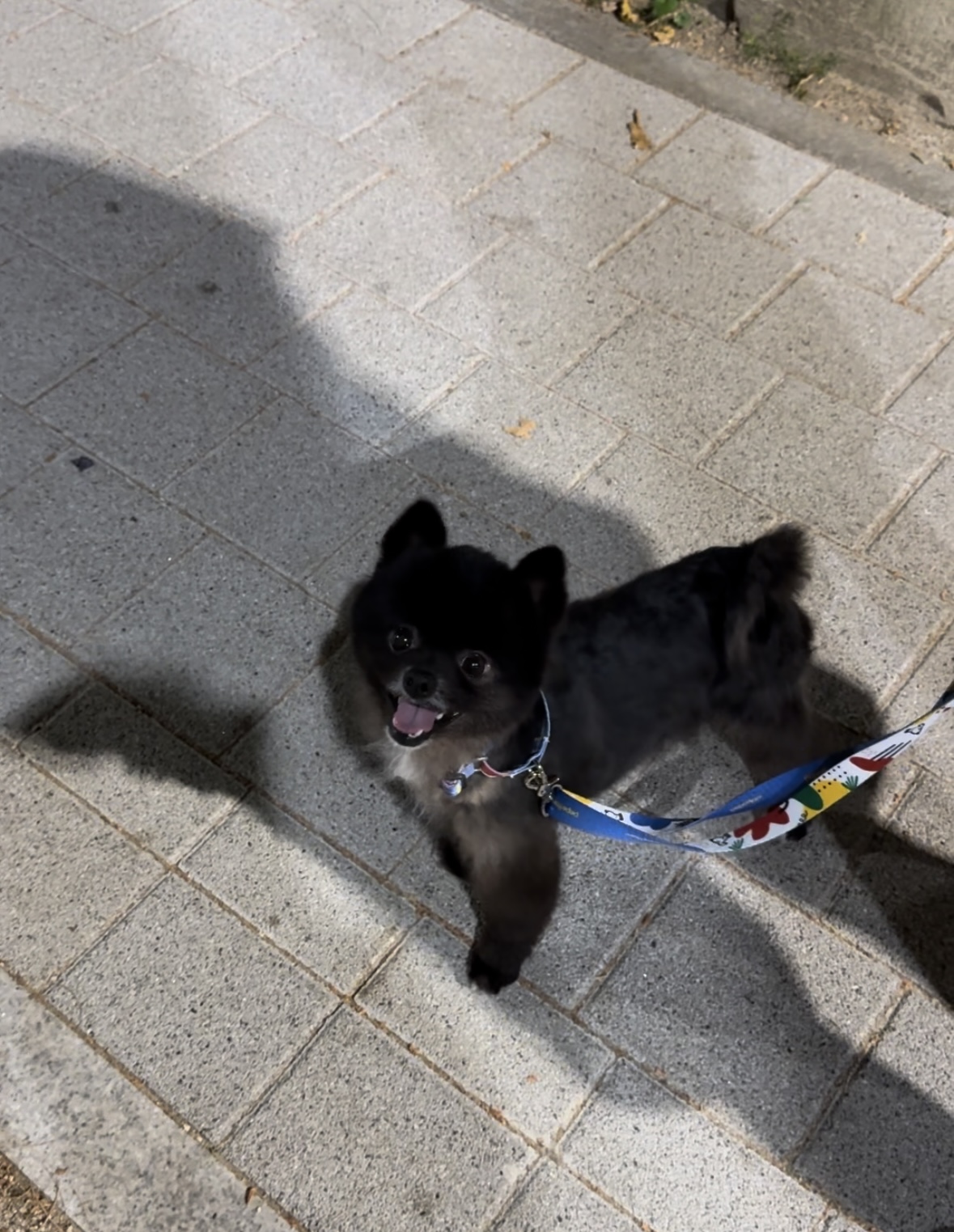 반곰이(현: 레오) 입양전제 임시보호 3개월 후기