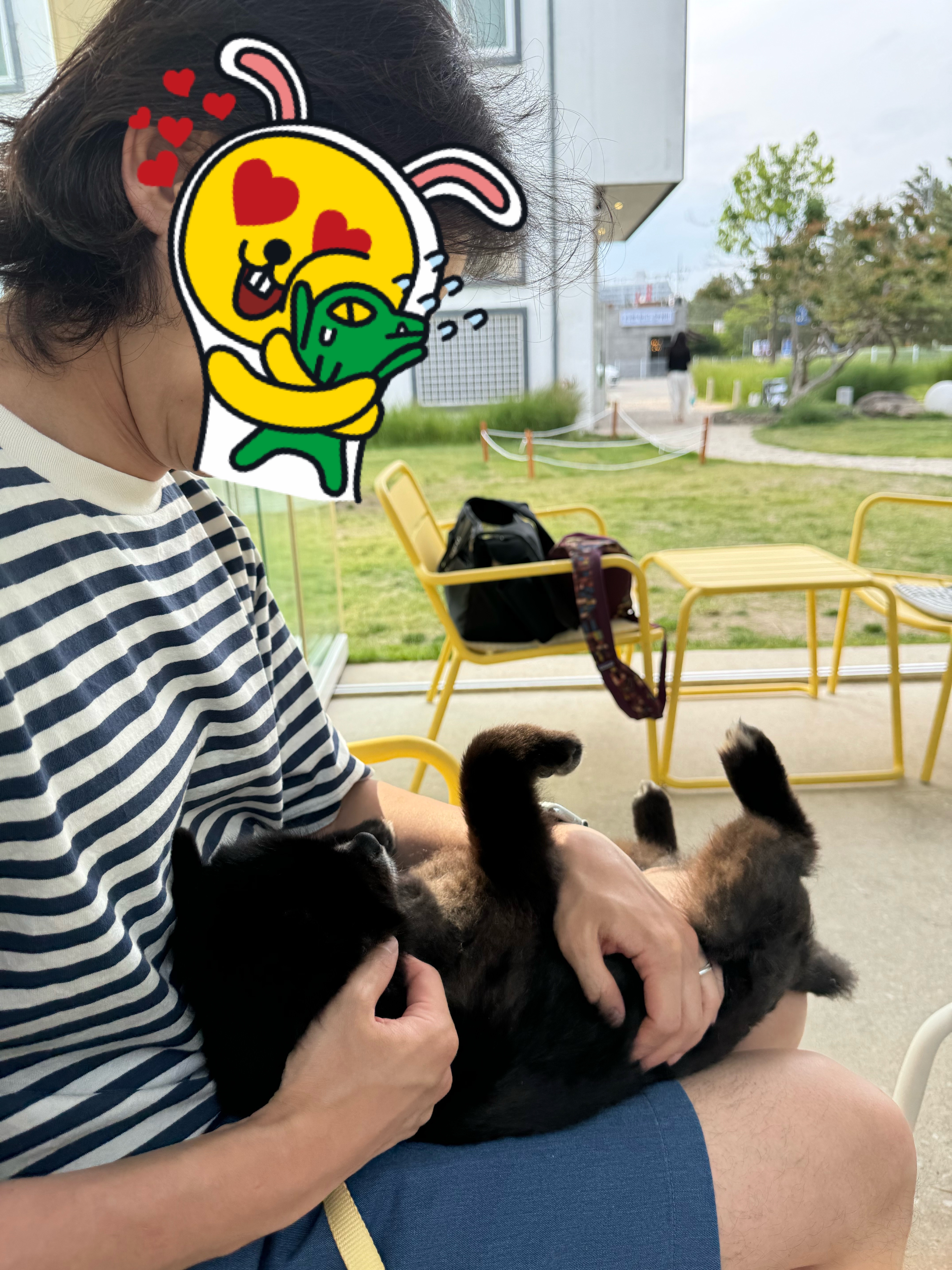 반곰이(현: 레오) 입양전제 임시보호 3개월 후기