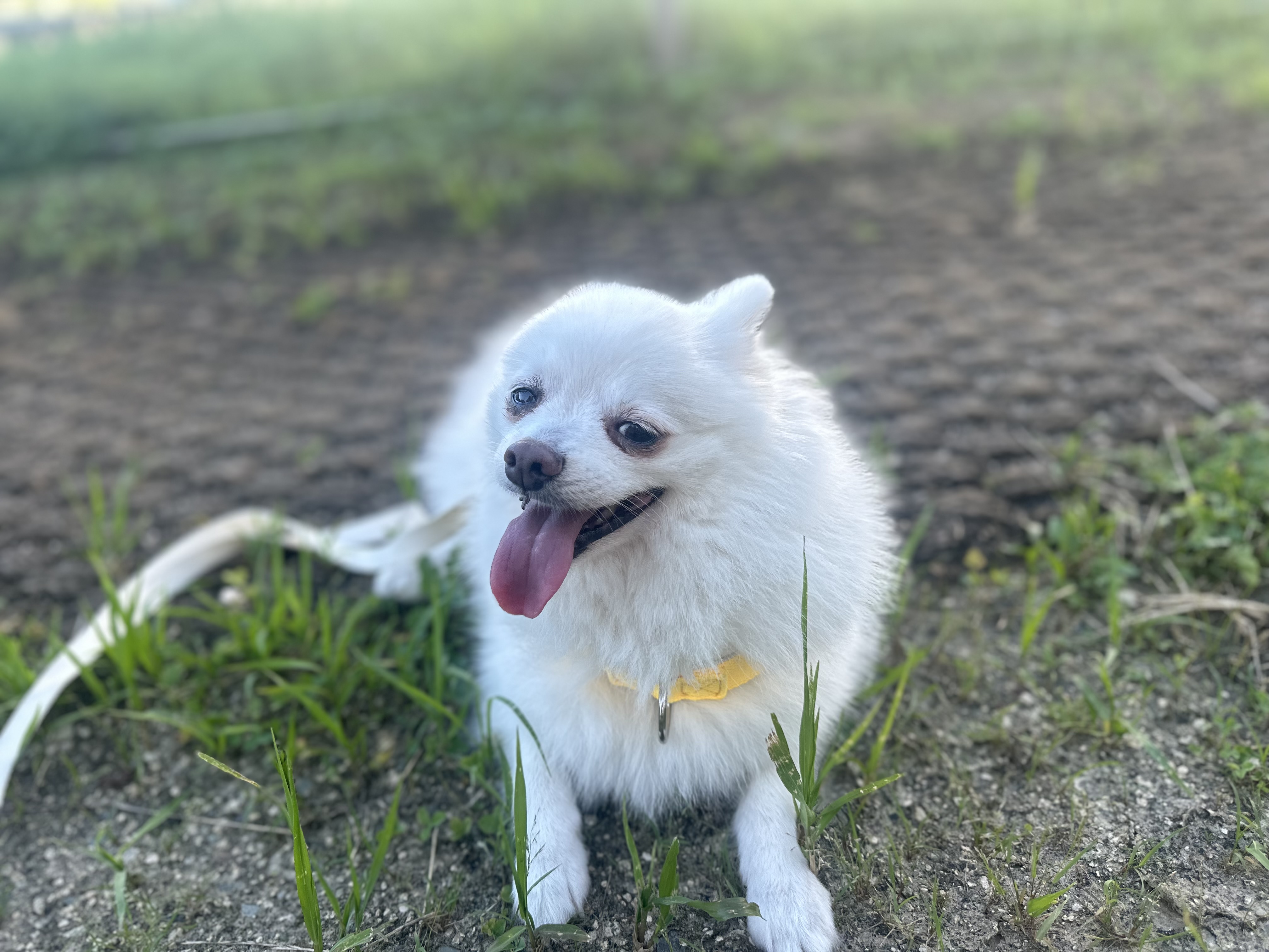 사랑둥이 하유 임보 1개월차입니다