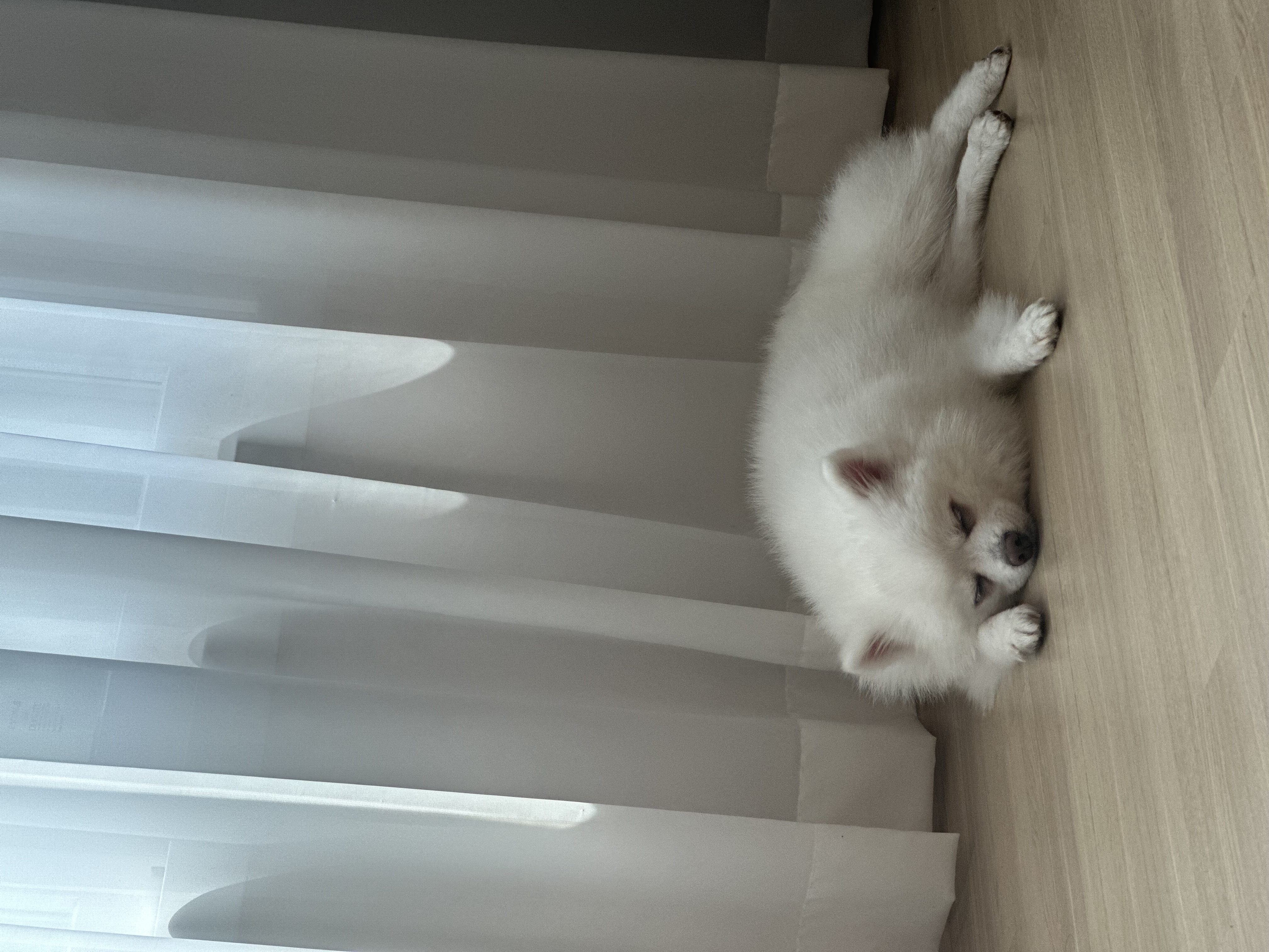 사랑둥이 하유 임보 1개월차입니다