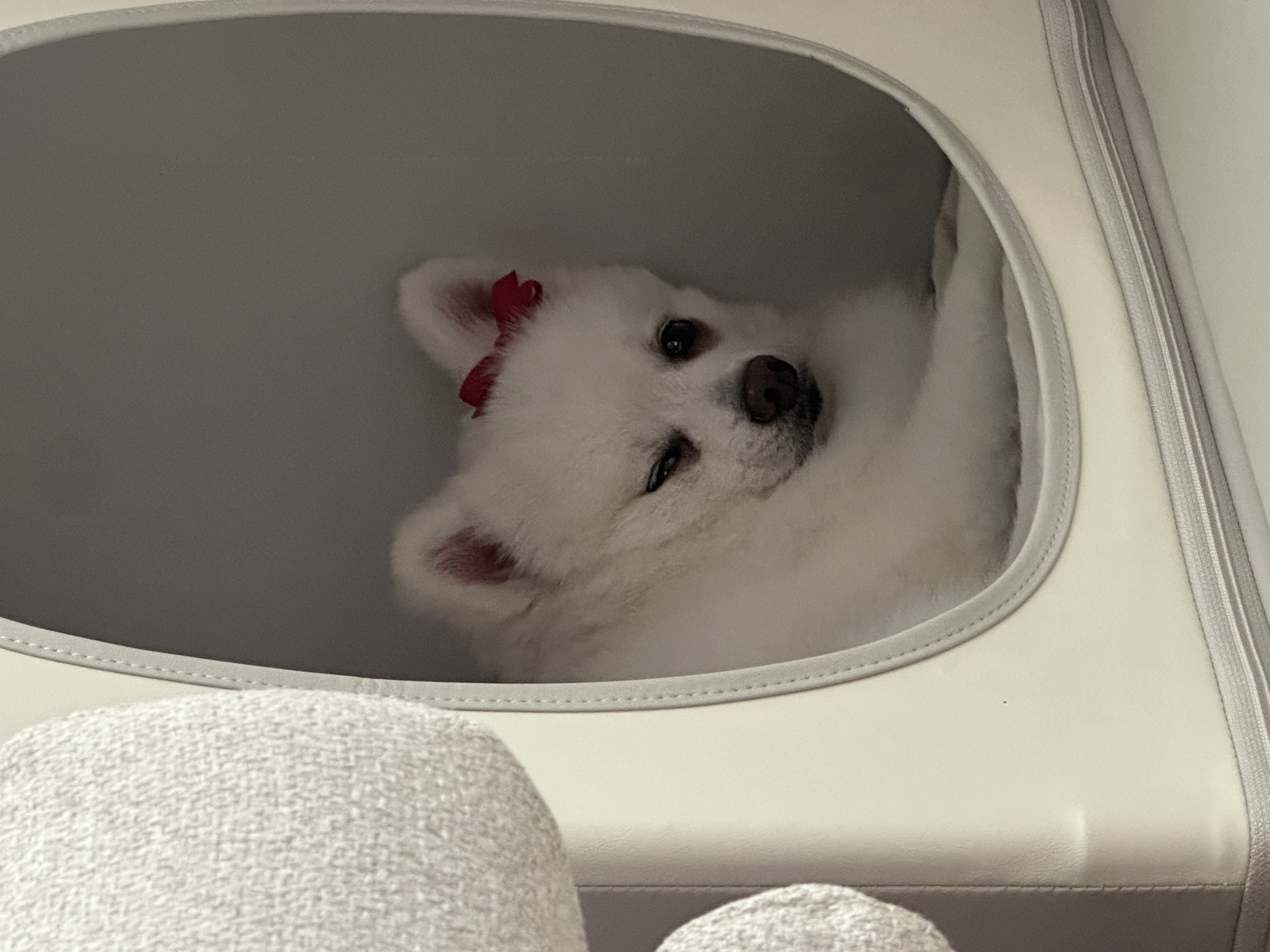 사랑둥이 하유 임보 1개월차입니다