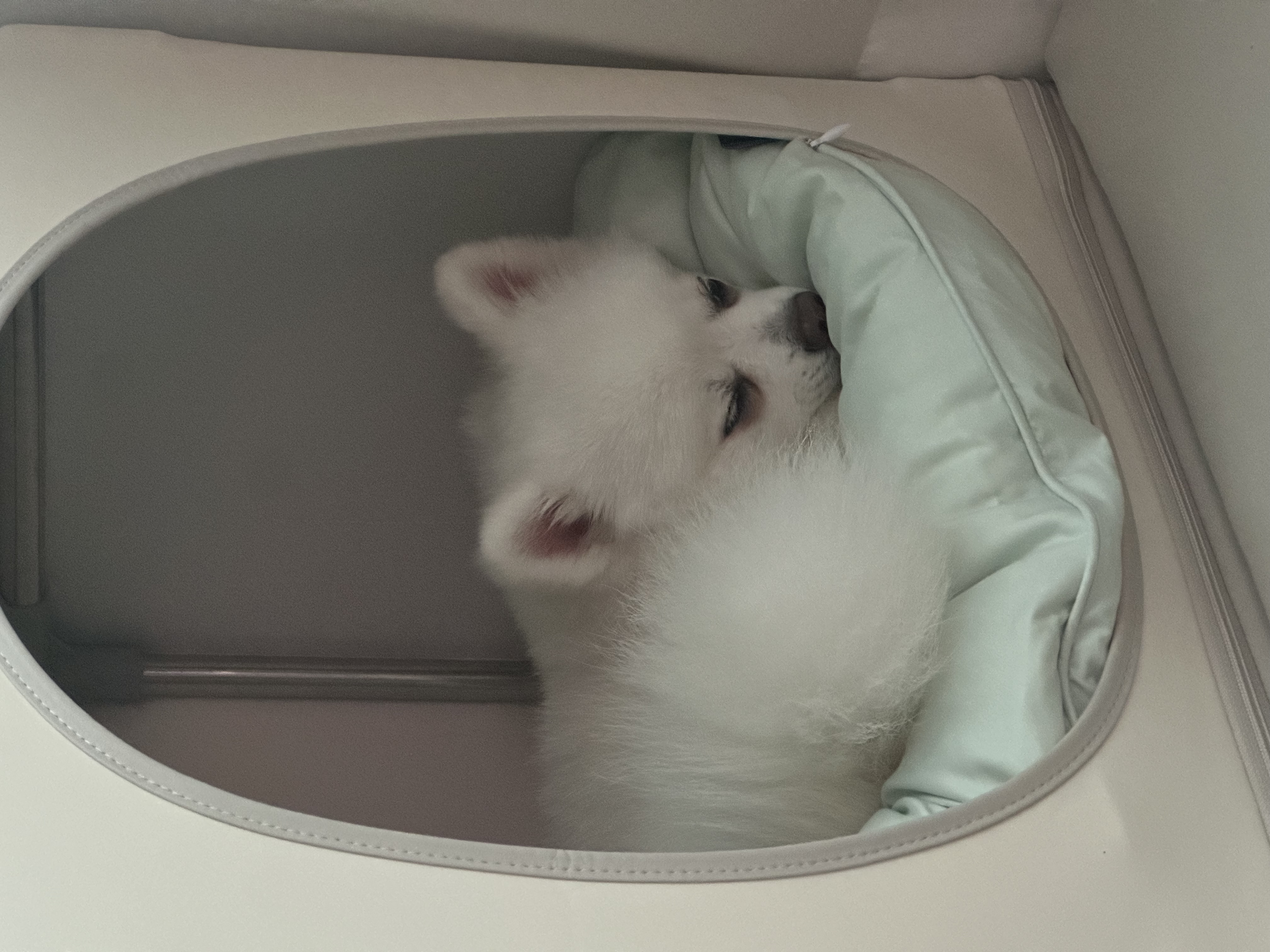 사랑둥이 하유 임보 1개월차입니다