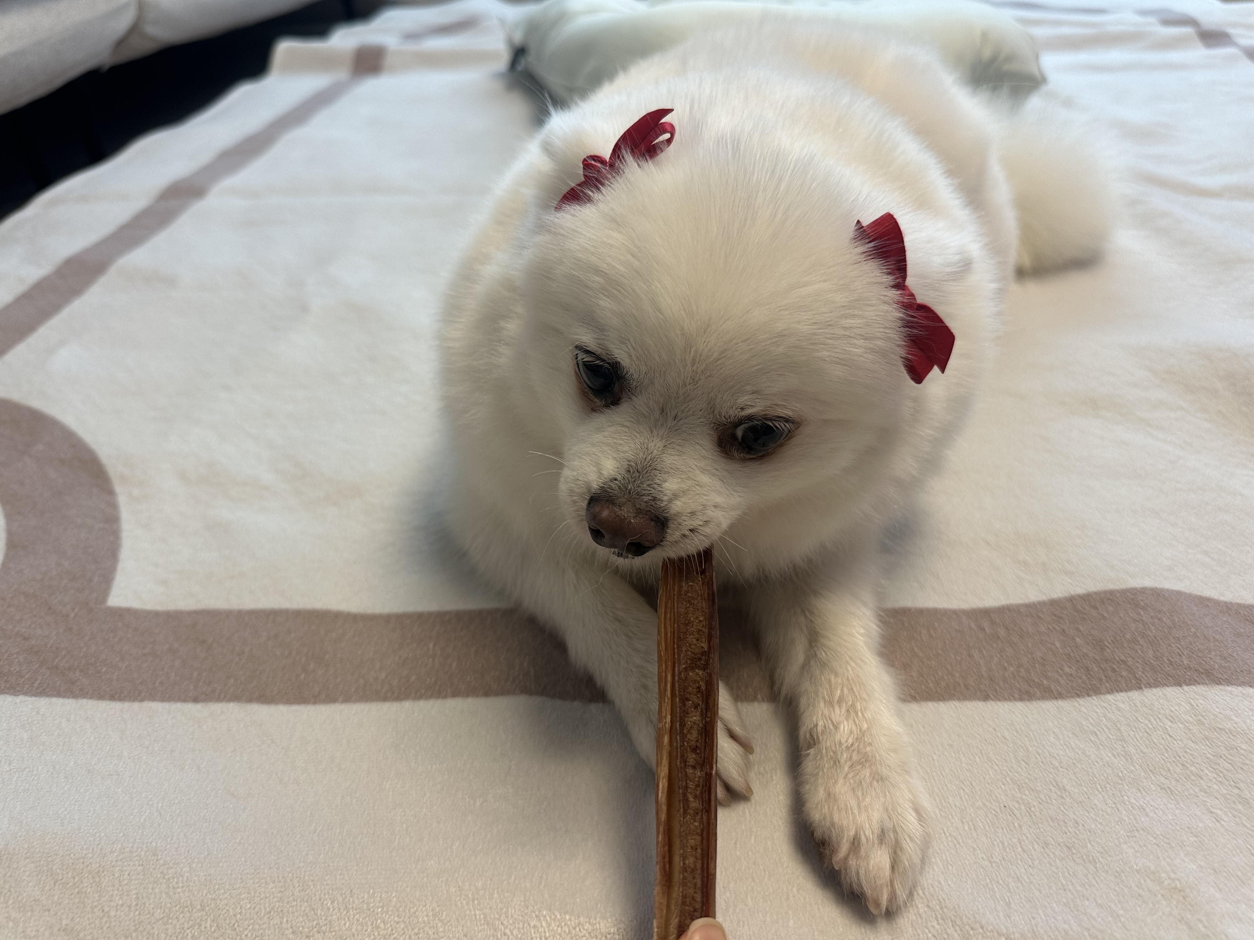 사랑둥이 하유 임보 1개월차입니다