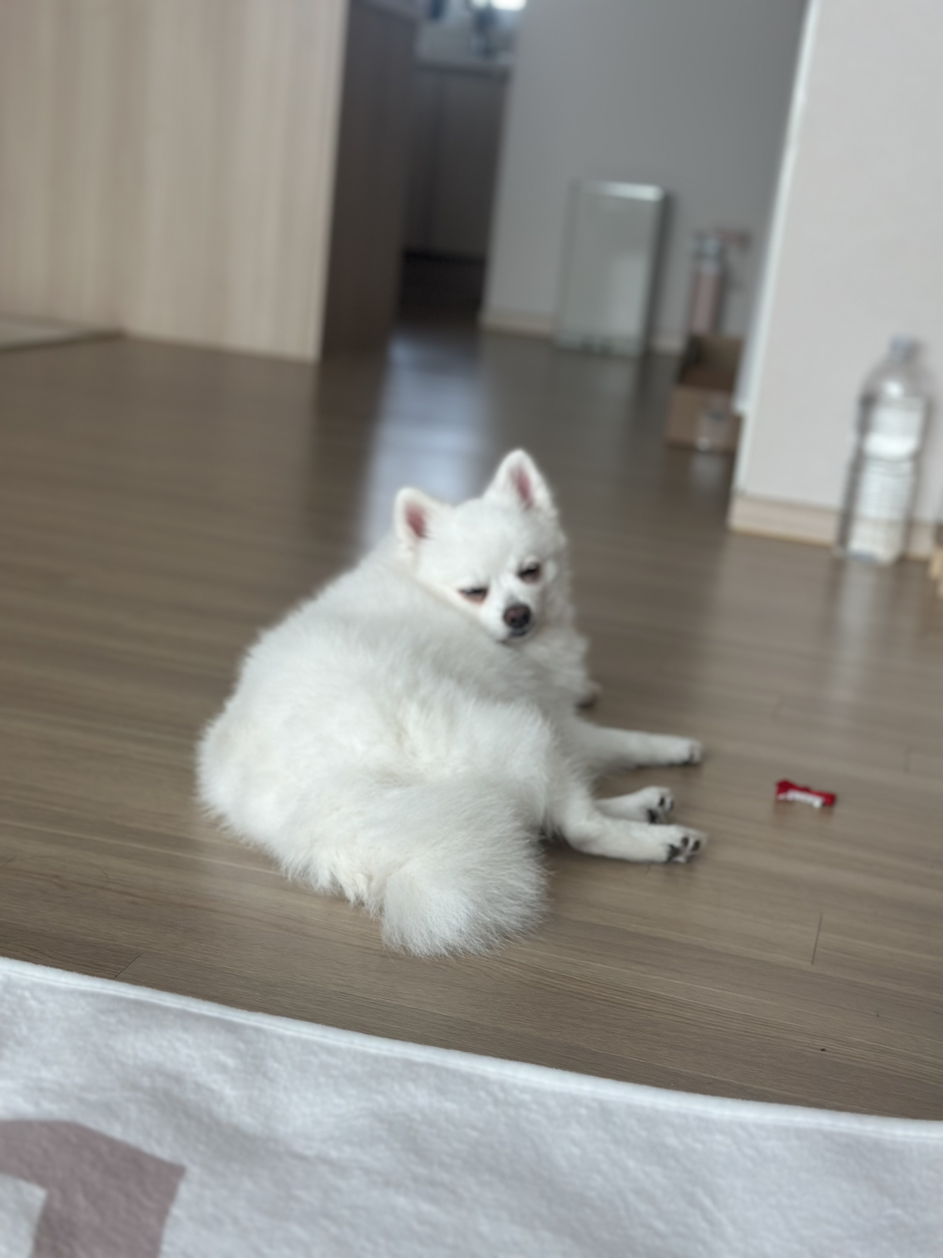 사랑둥이 하유 임보 1개월차입니다