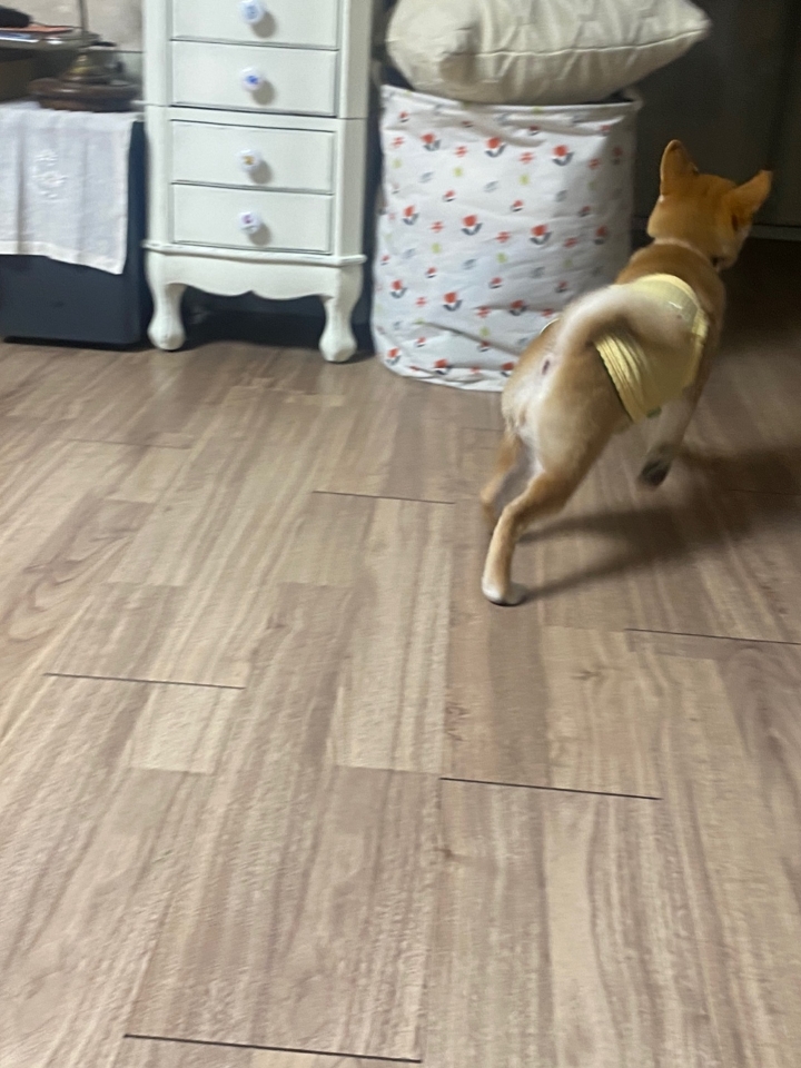 설탕(구 쫄별) 잘지내고 있습니다~ ^^