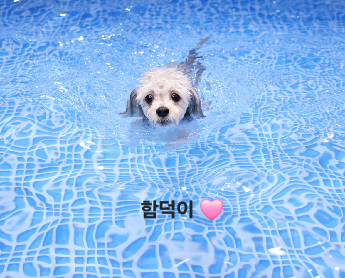 [임보] 함덕이🩵와의  5개월 