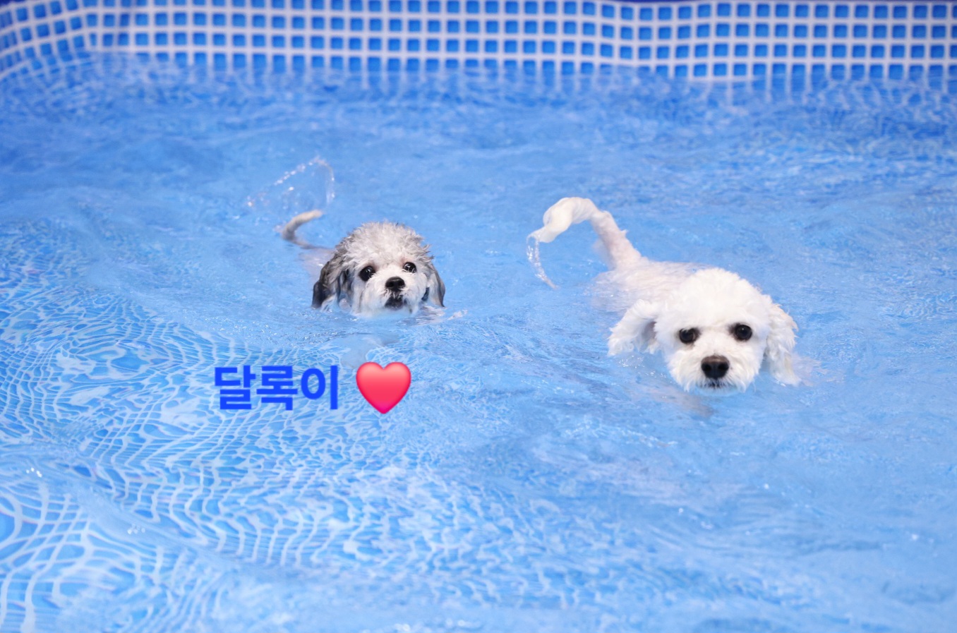 [임보] 함덕이🩵와의  5개월 