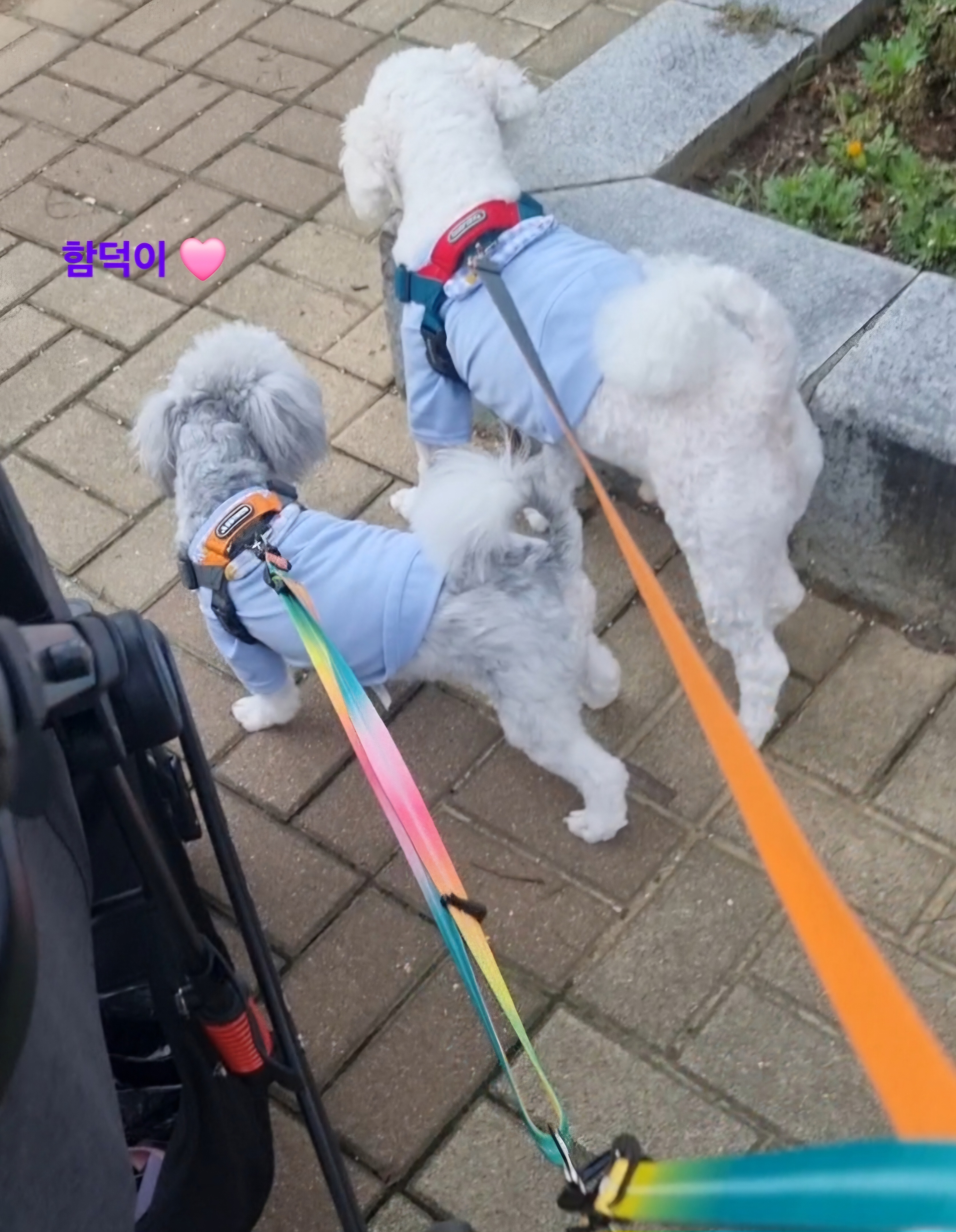 [임보] 함덕이🩵와의  5개월 