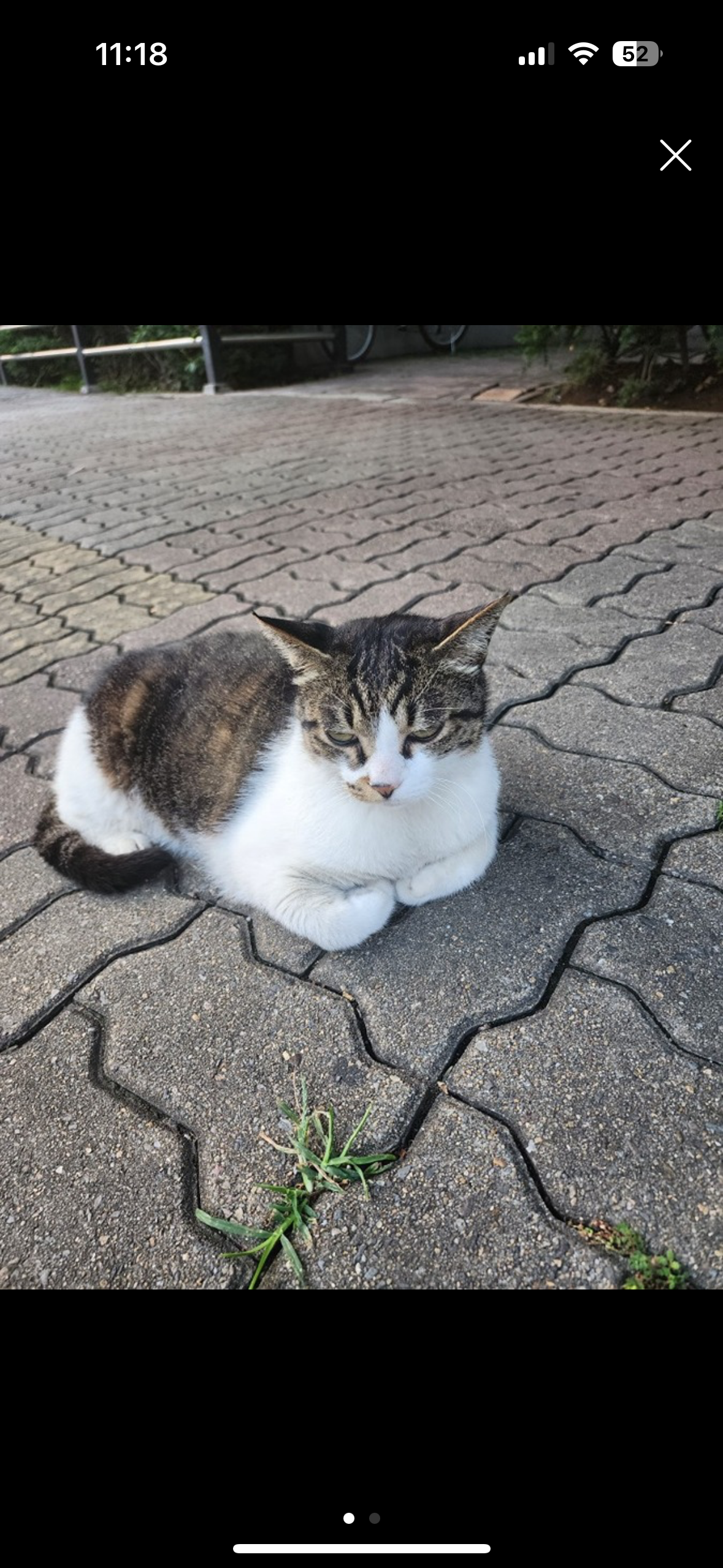 길고양이 불법포획