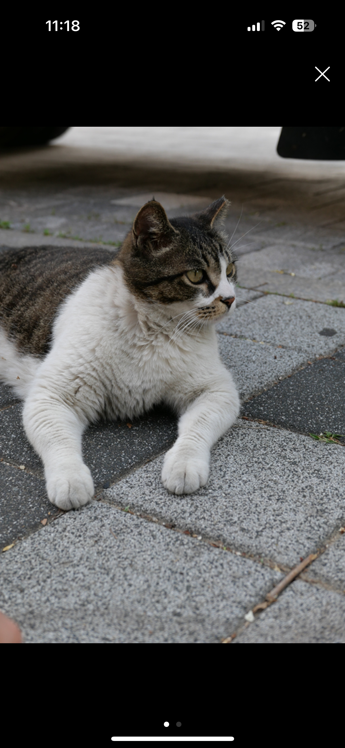 길고양이 불법포획