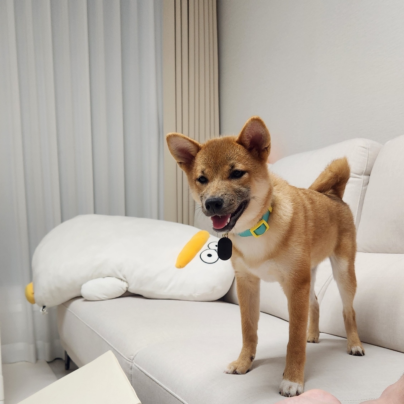 순덕이(쫄이 자견 쫄희) 입양 1개월 후기입니다!