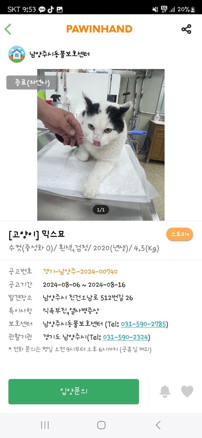길고양이 불법 포획으로 보호소에서 사망
