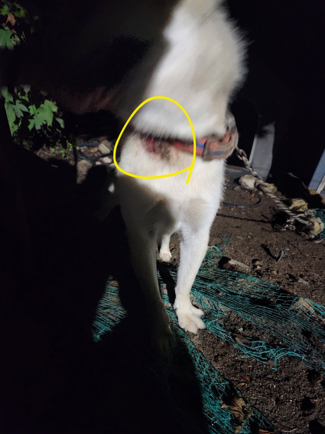 강아지가 목줄이 꽉 조여져서 살이 패여있습니다..