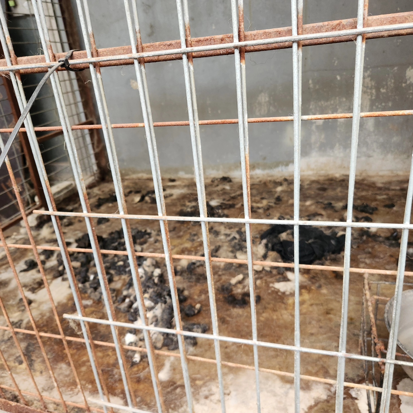 말라뮤트로 추정되는 2마리가 몇년째 고통속에 울부짖고 있어요 제발 도와주세요 