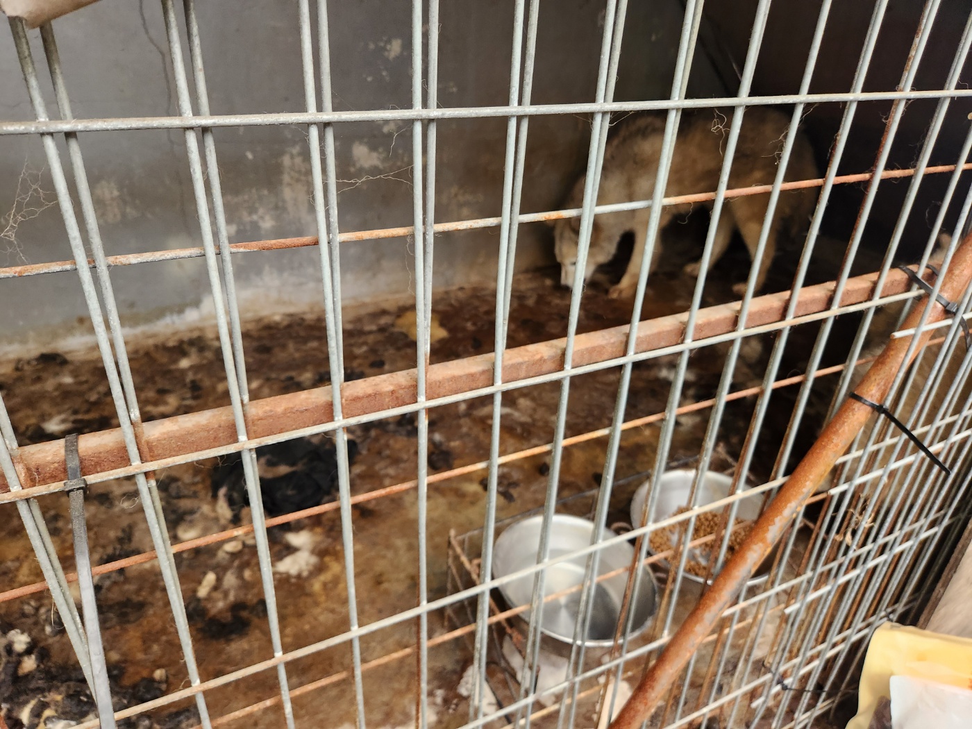 말라뮤트로 추정되는 2마리가 몇년째 고통속에 울부짖고 있어요 제발 도와주세요 