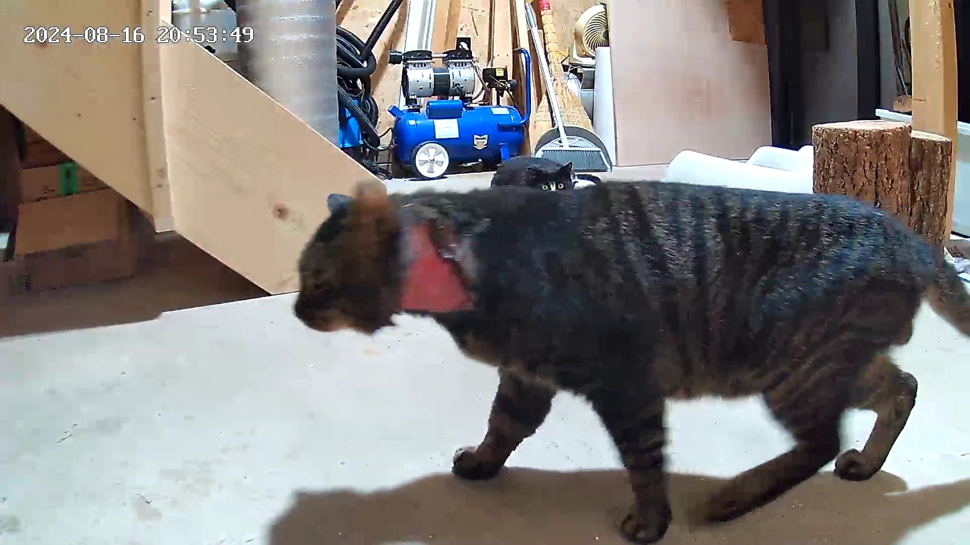 길고양이 목주위 피부가 점점 벗겨지고 있어요! 도와주세요~!