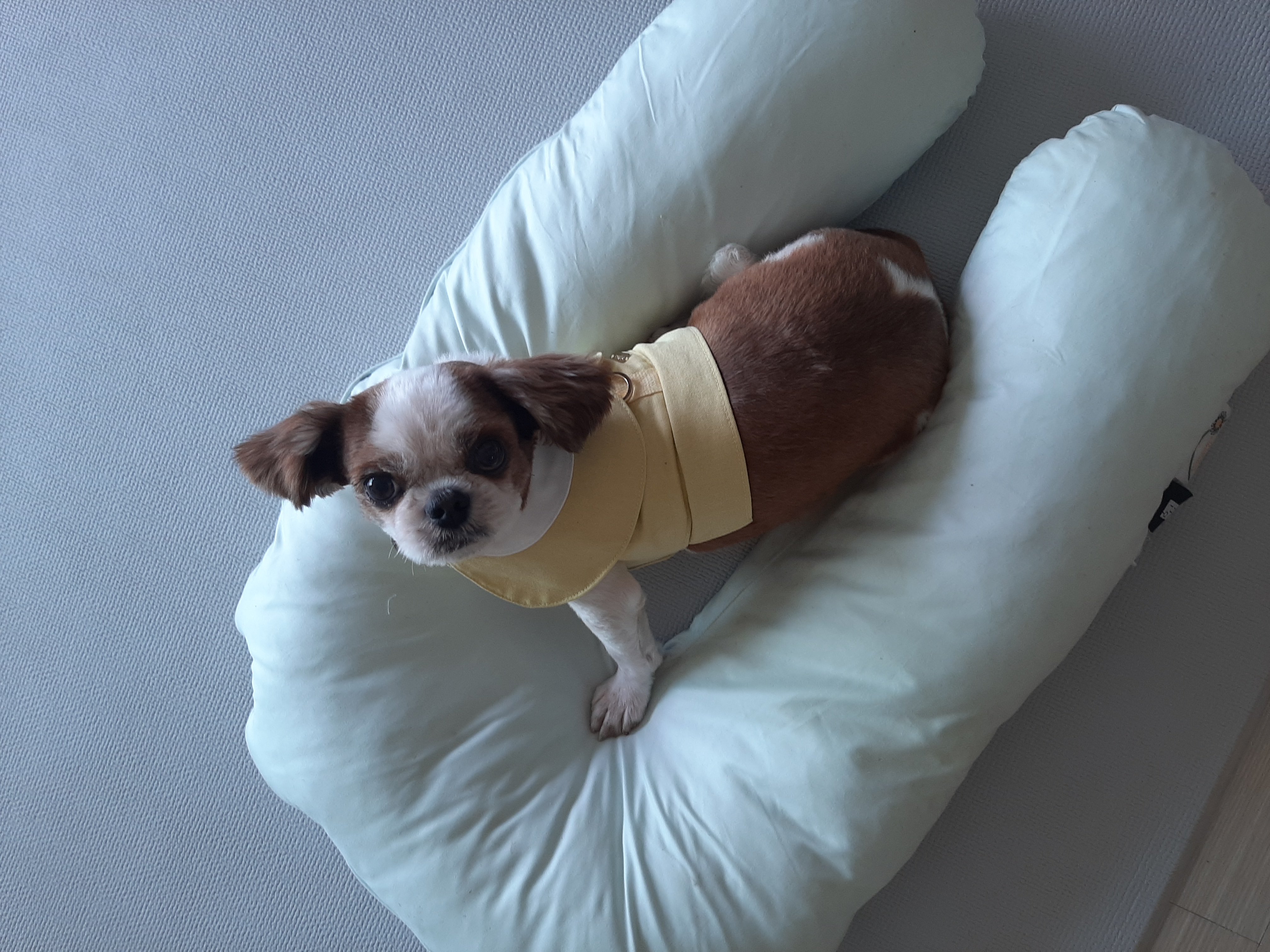 뽀야 여름나기