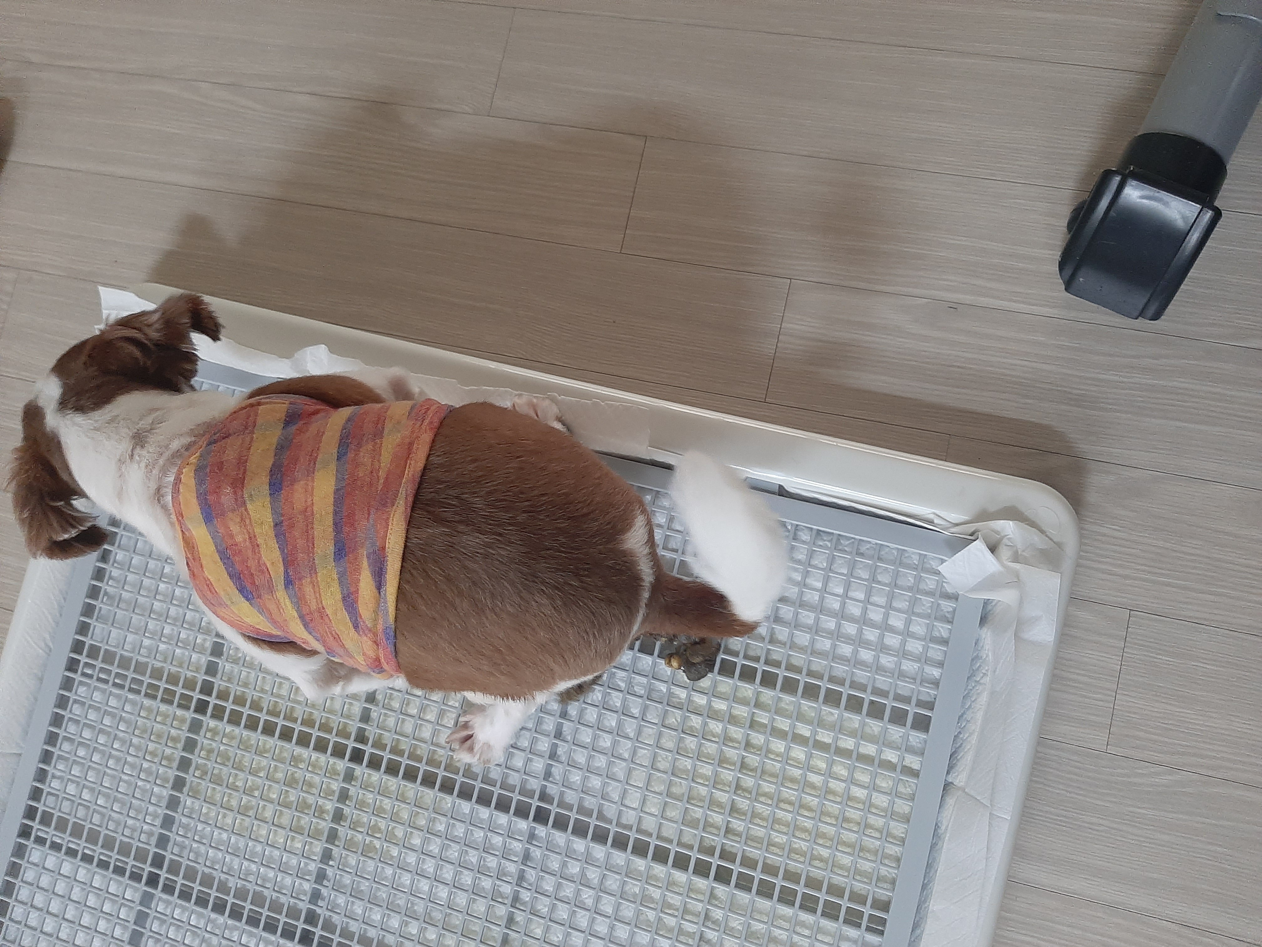 뽀야 여름나기