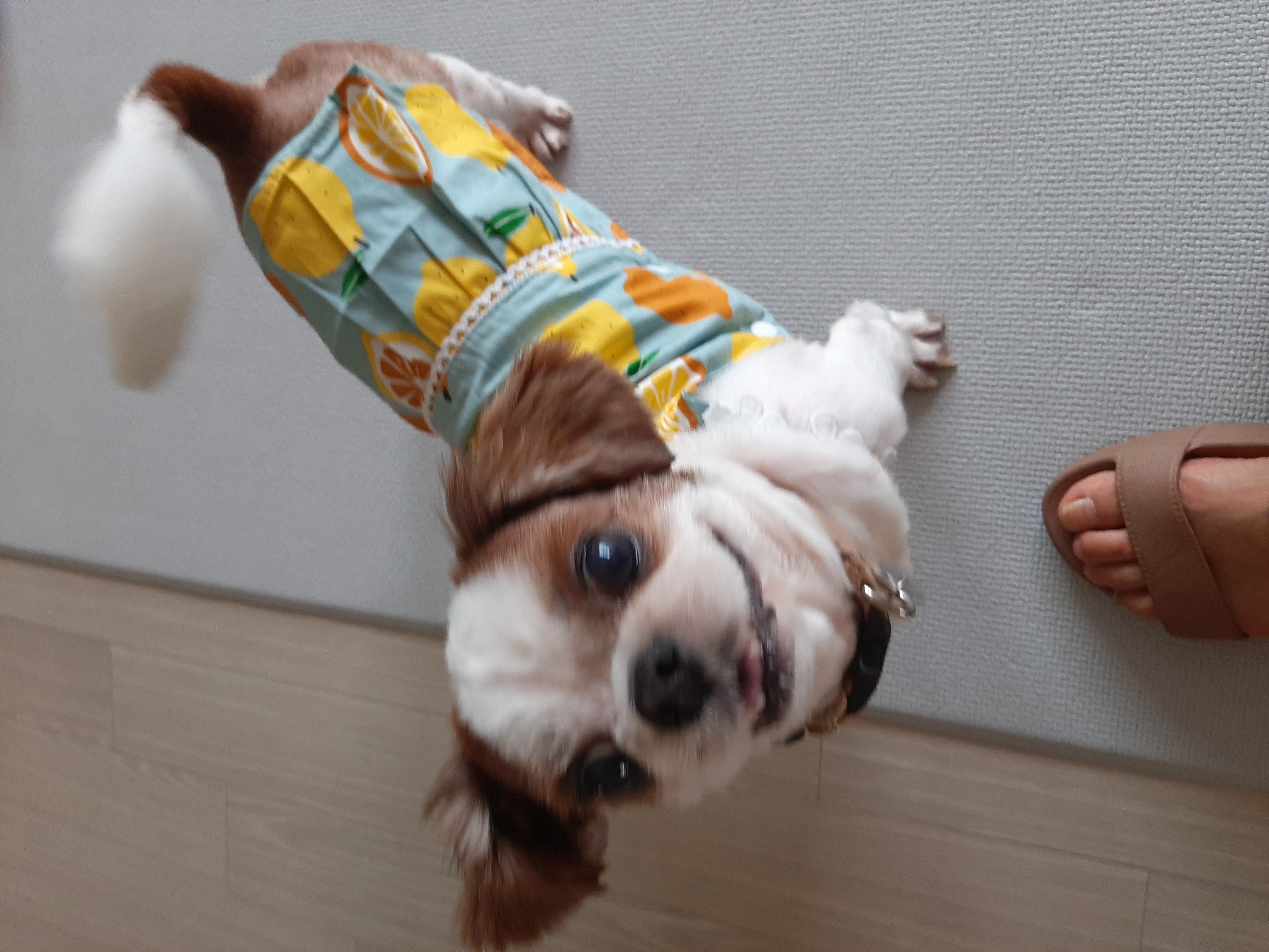 뽀야 여름나기