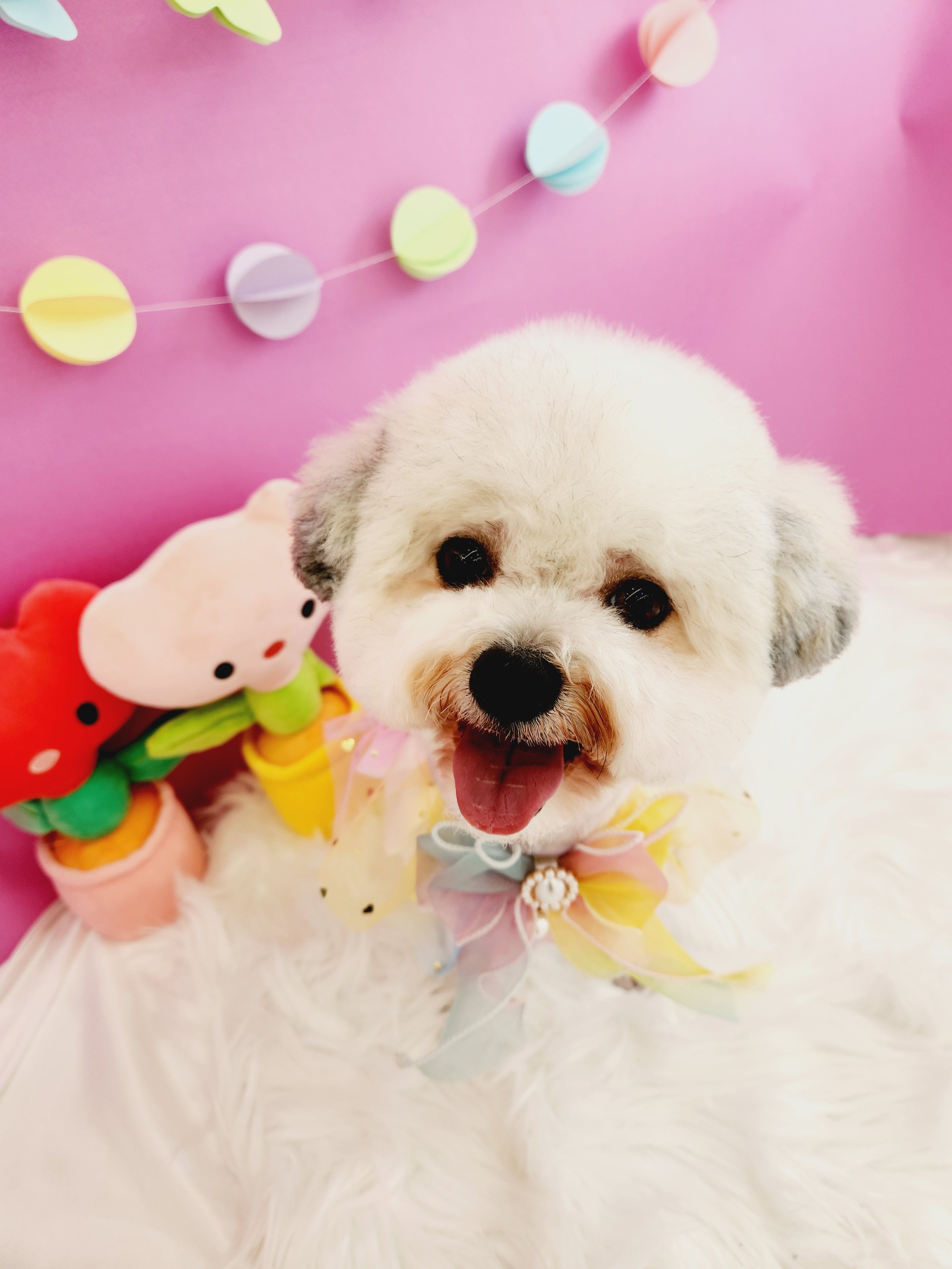알록이(미소) 입양 1주년