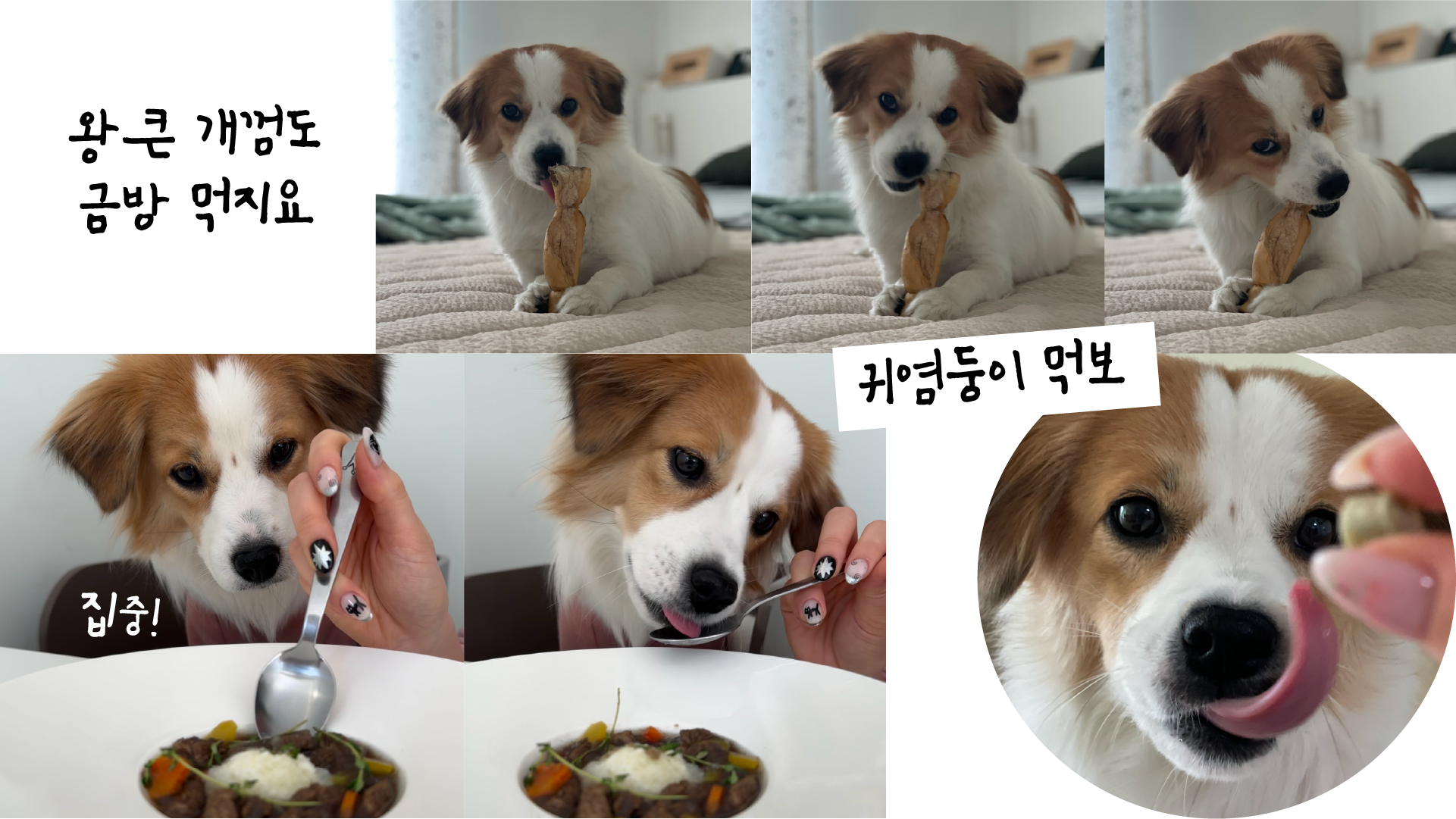 해치 입양 1년