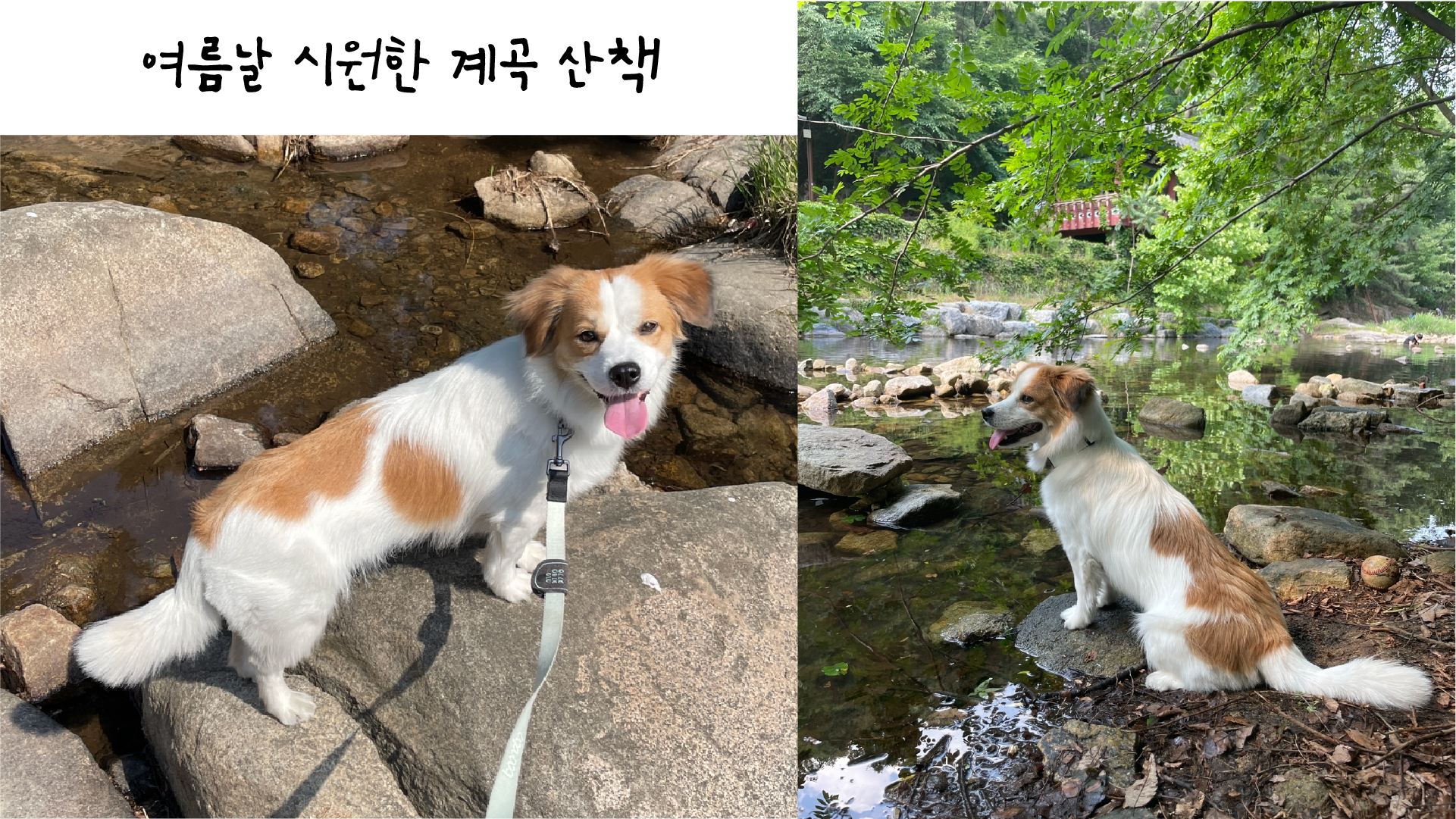 해치 입양 1년