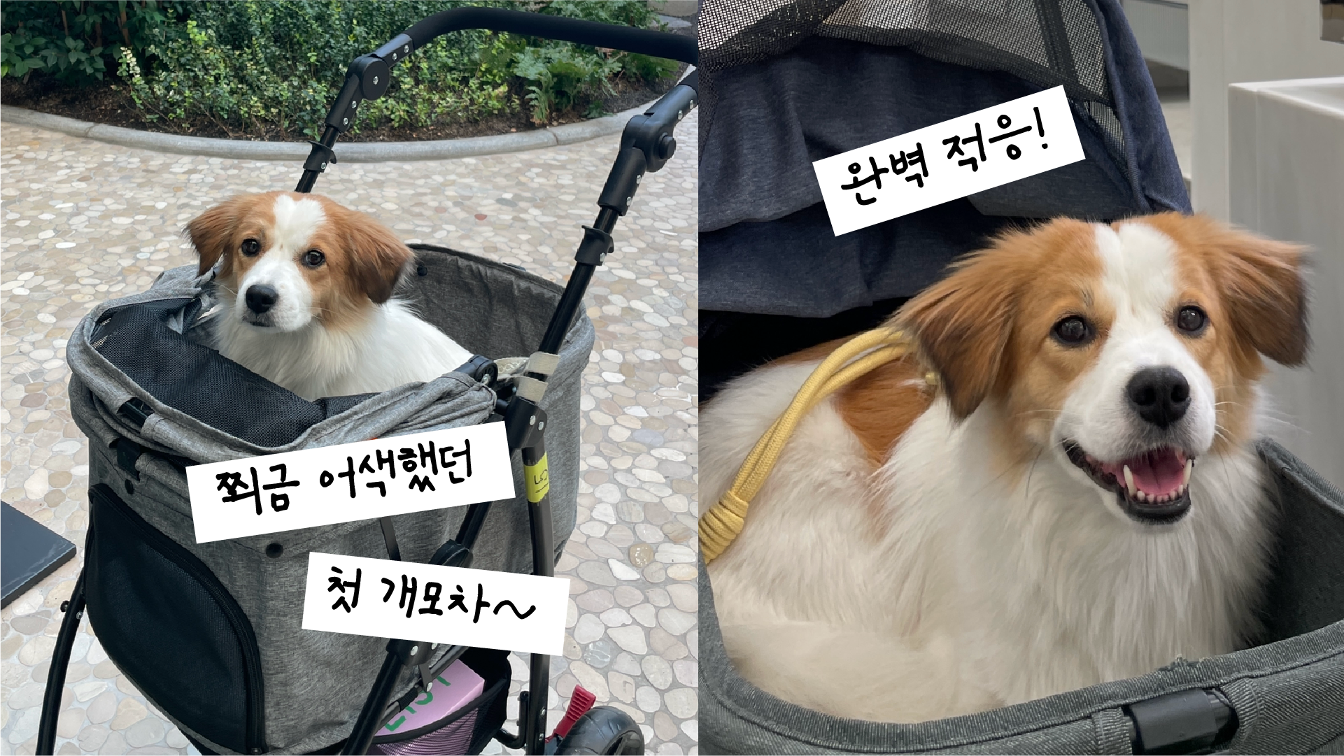 해치 입양 1년