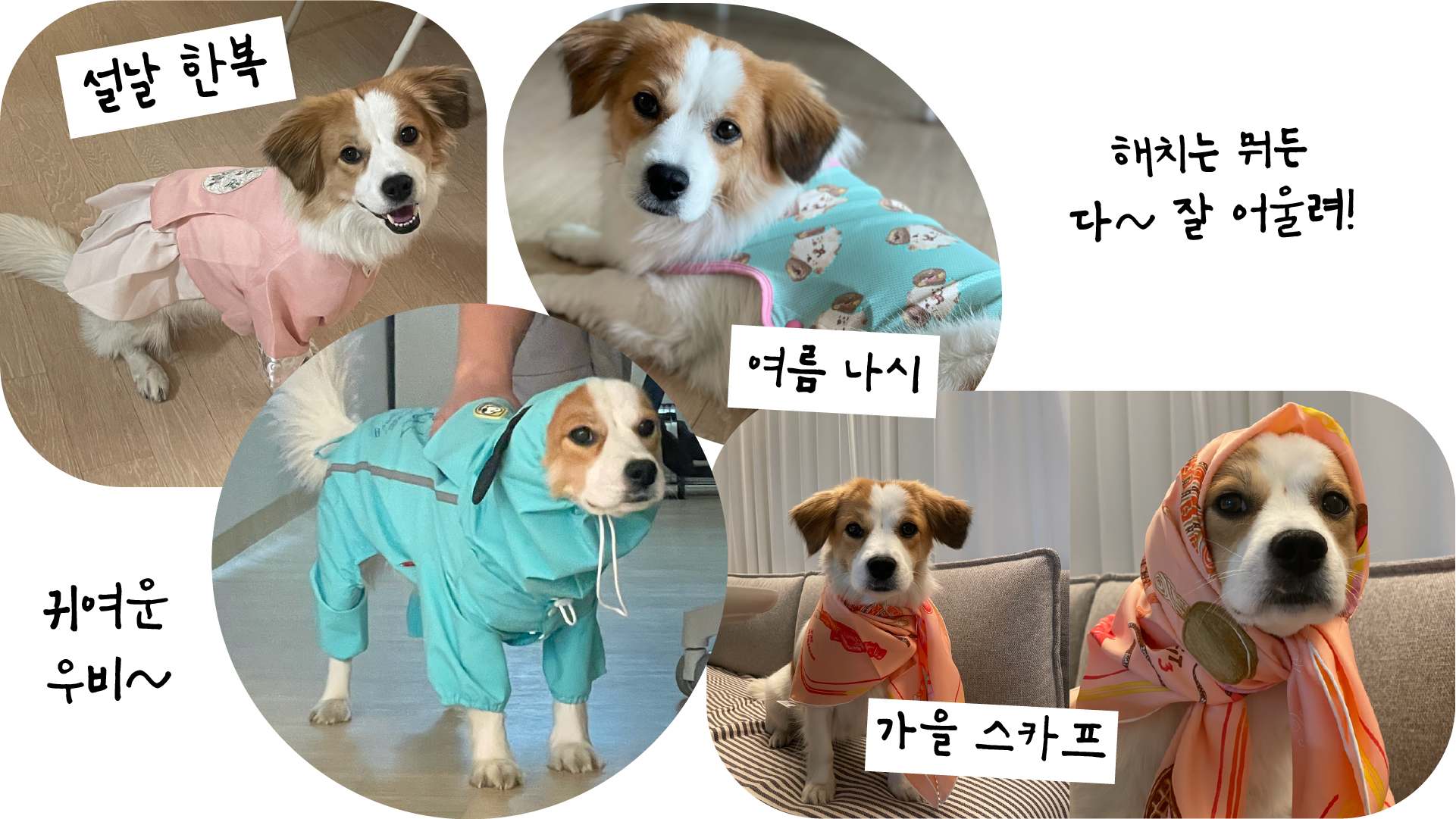 해치 입양 1년