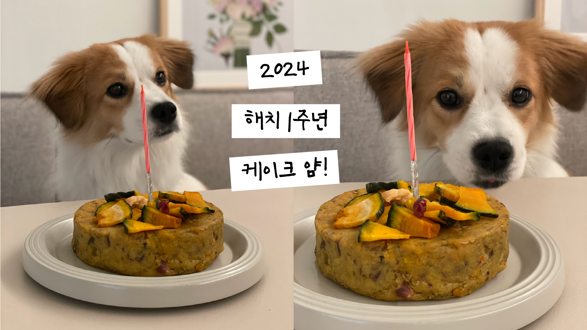 해치 입양 1년