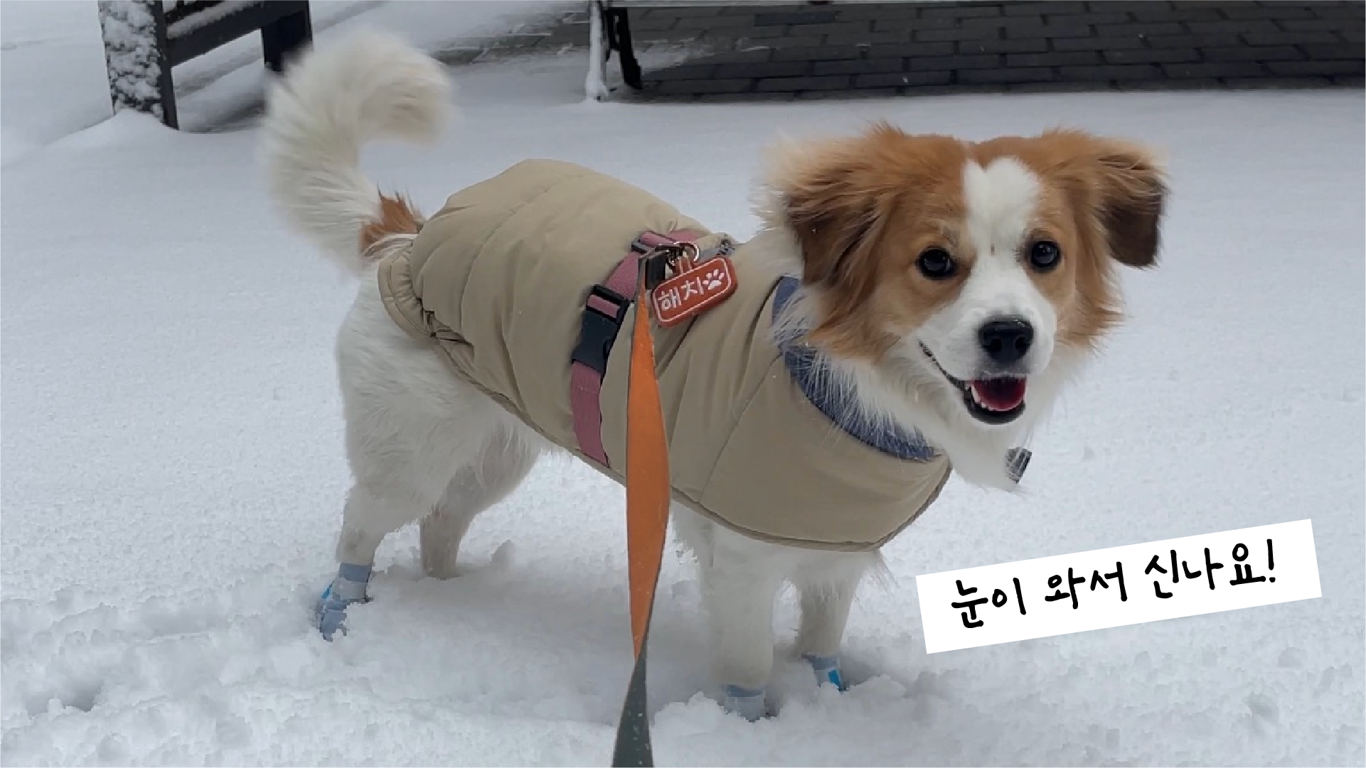 해치 입양 1년