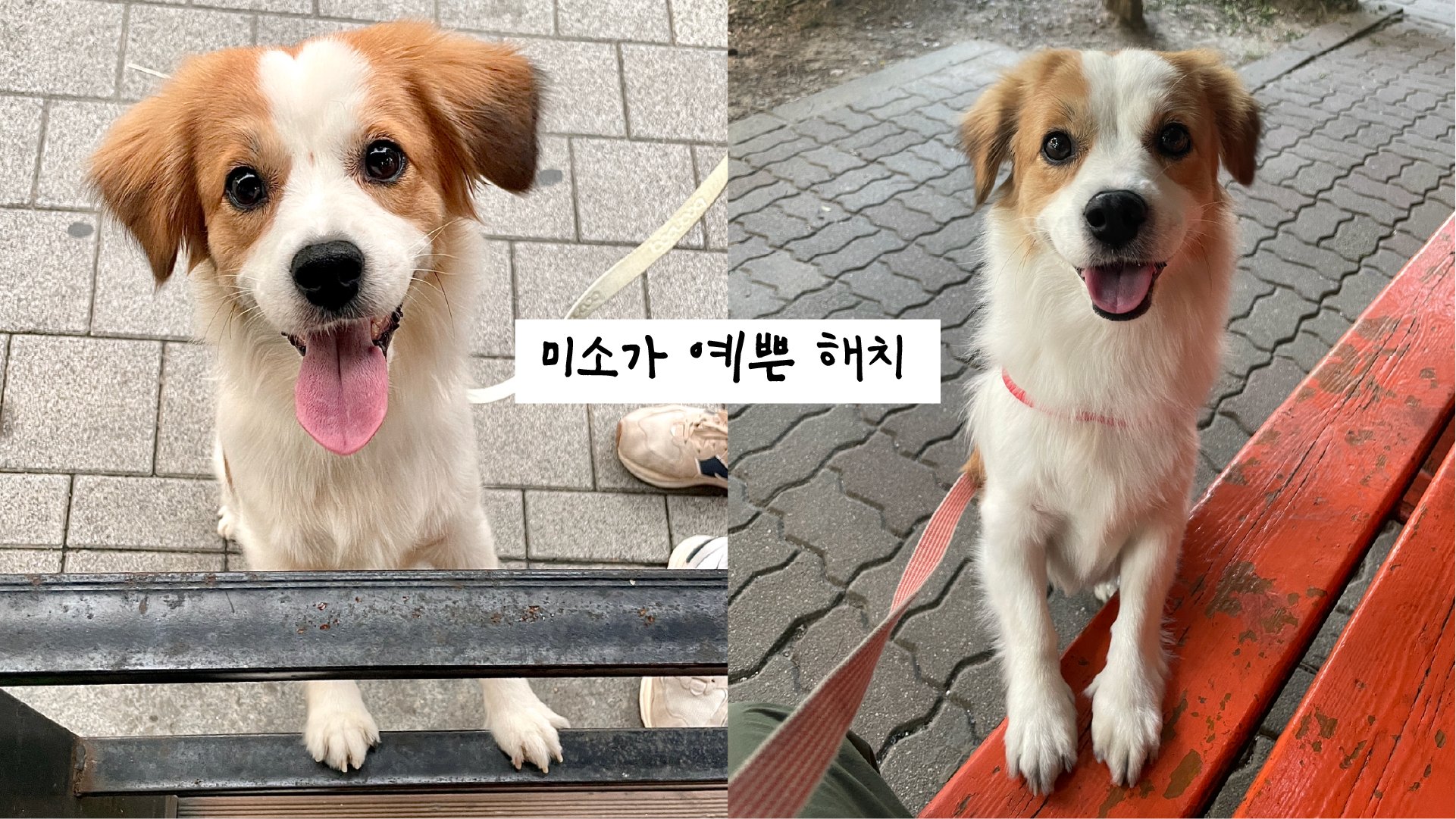 해치 입양 1년