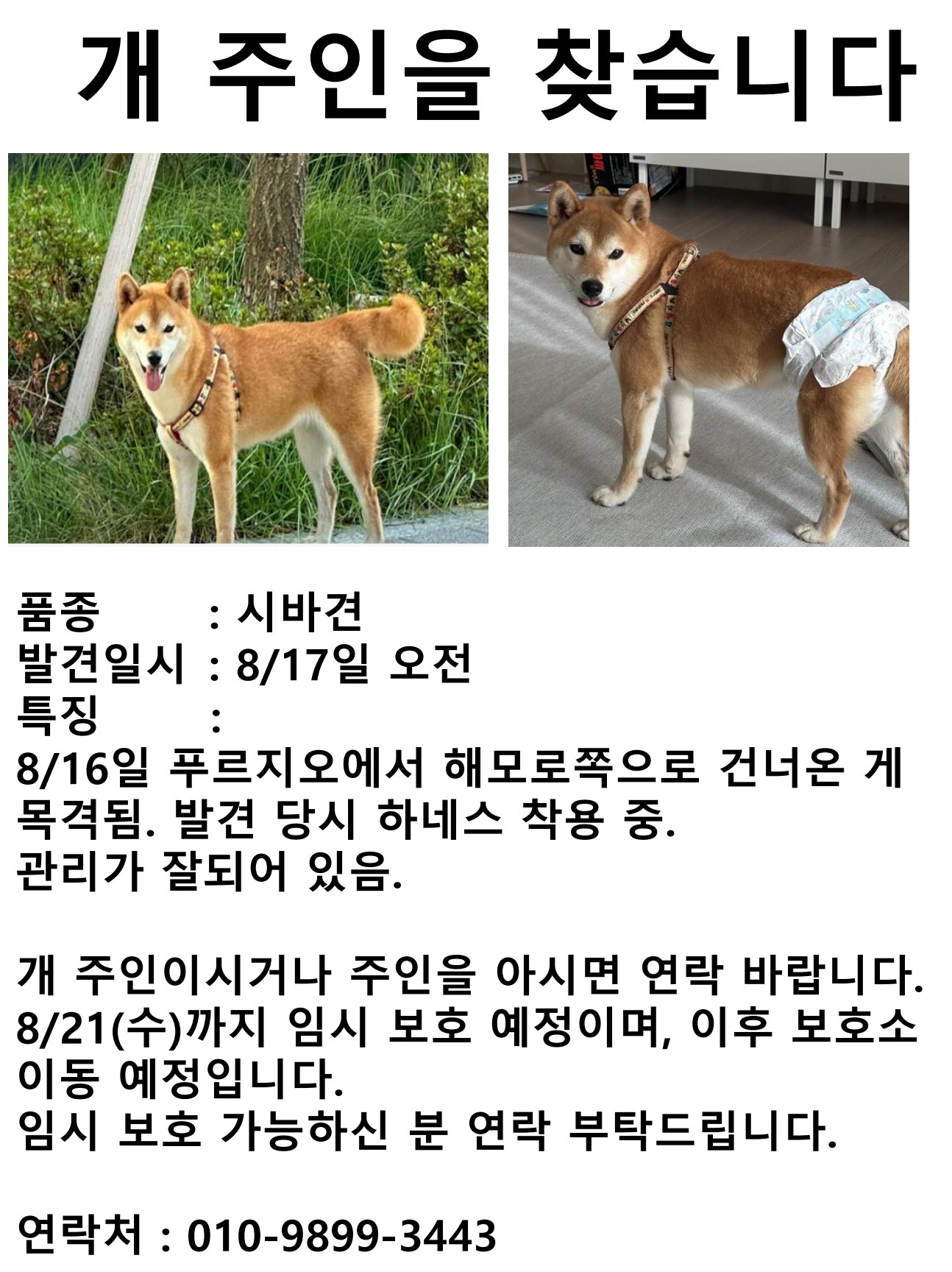 유기견이 번식업자에게 넘어간 거 같습니다.