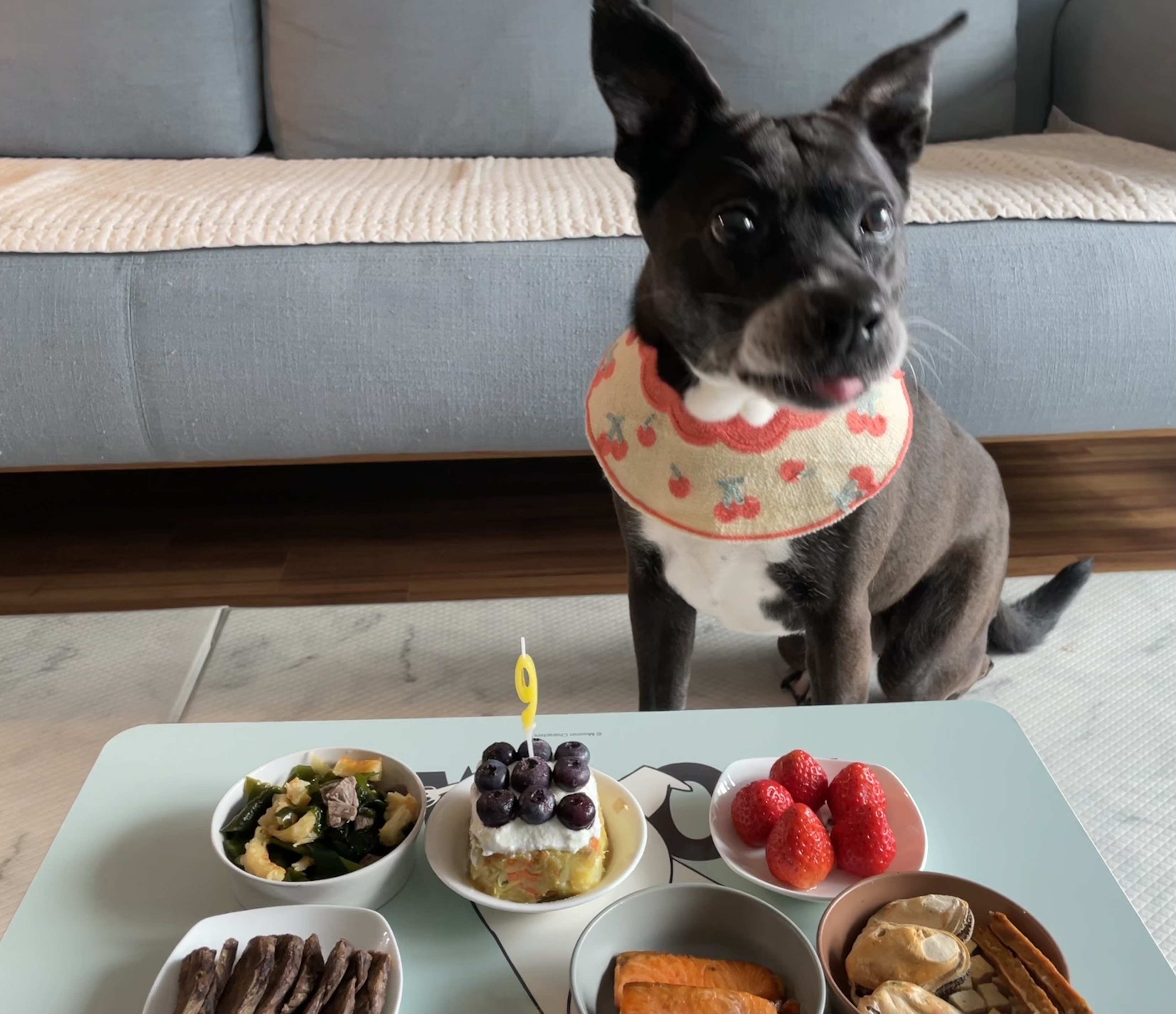 딩동이는 10살!