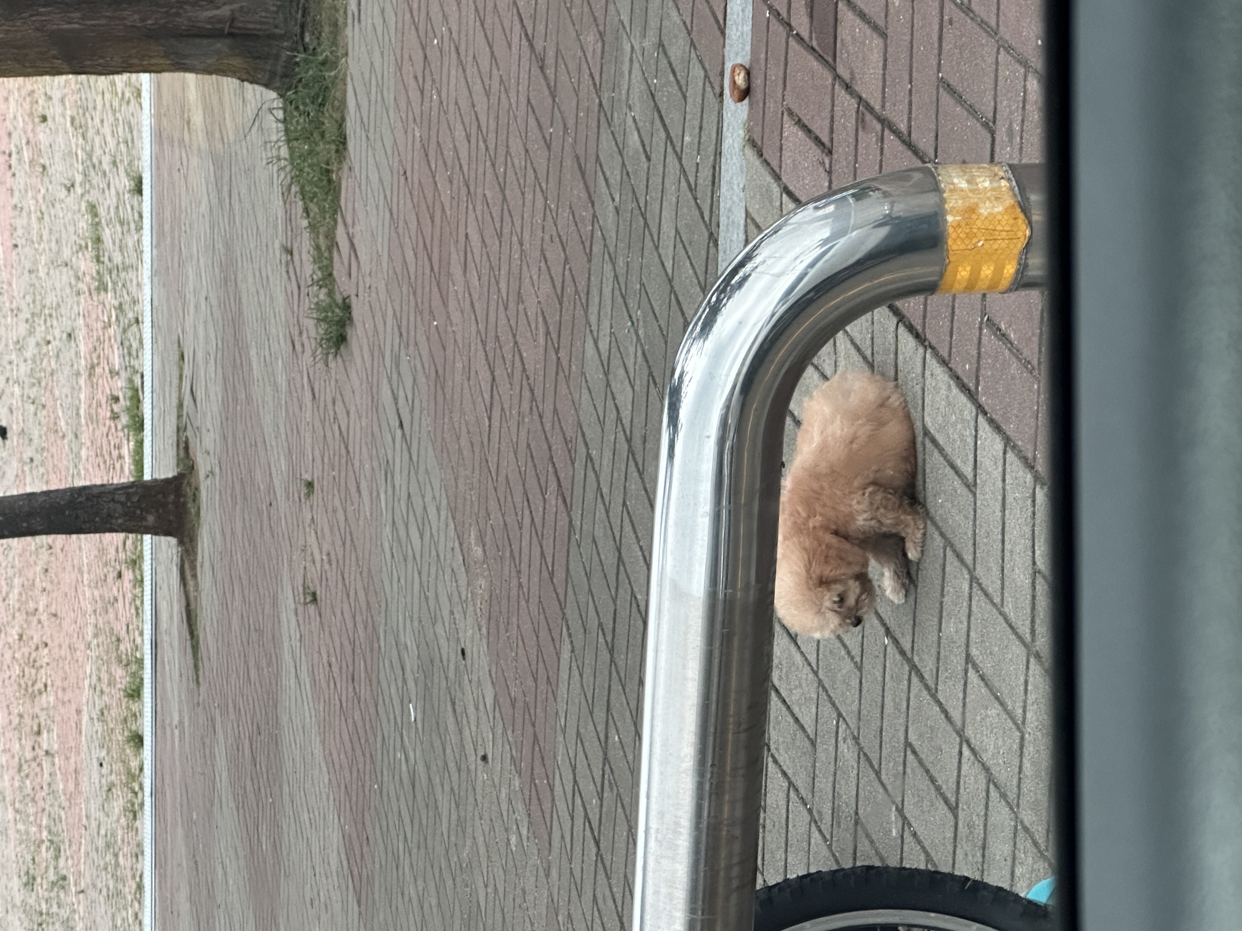 역광장 강아지 방치