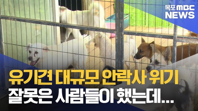 장성군 공무원 행정실수로 유기견 300마리를 안락사하라고 행정명령