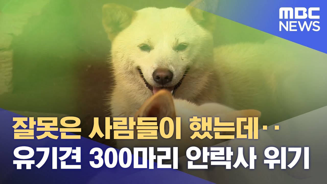 장성군 공무원 행정실수로 유기견 300마리를 안락사하라고 행정명령