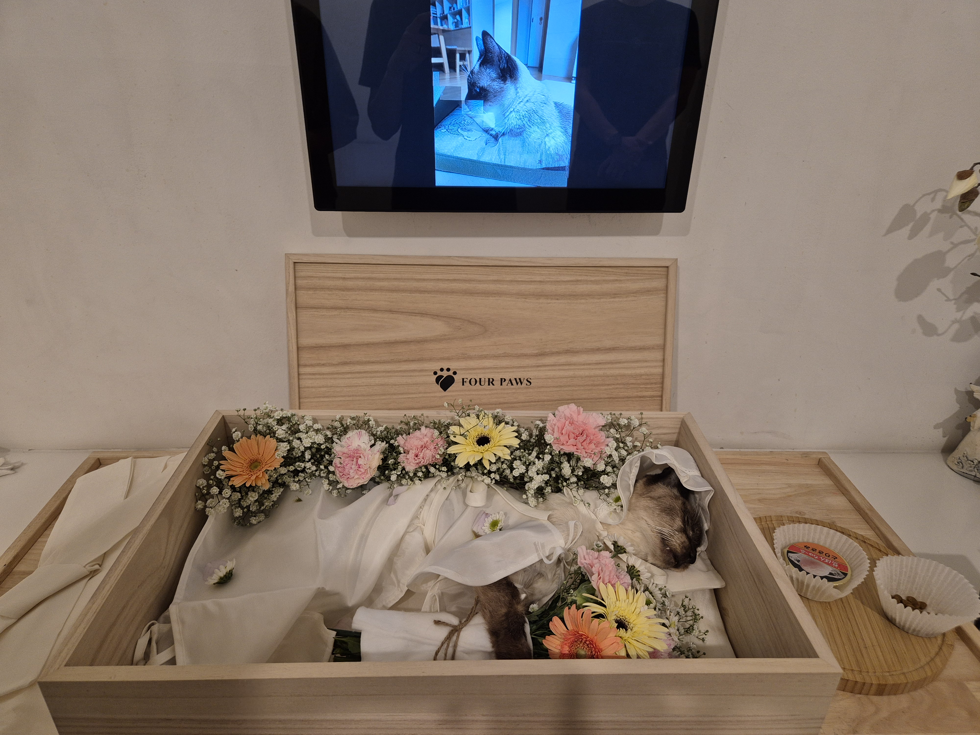 고양이별로 여행을 떠난 포도의 소식을 전합니다