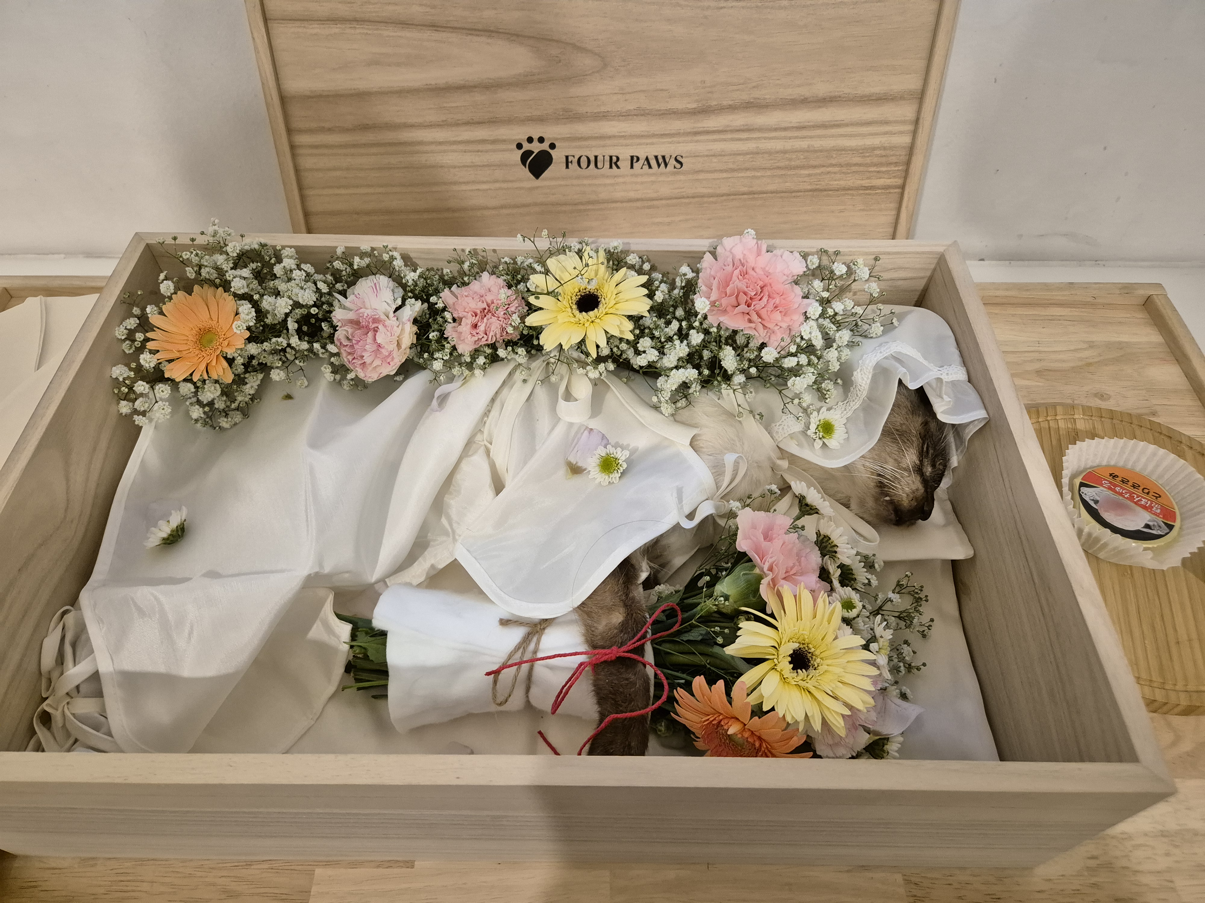 고양이별로 여행을 떠난 포도의 소식을 전합니다