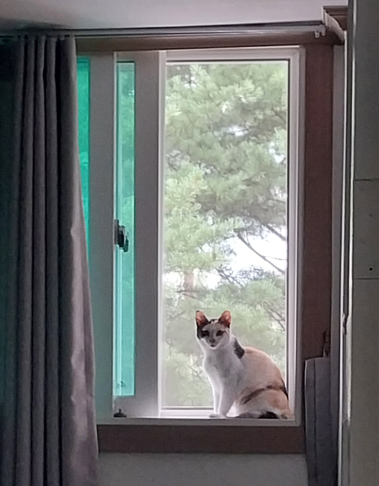 고은이(구 기특이) 입양 석달차 후기
