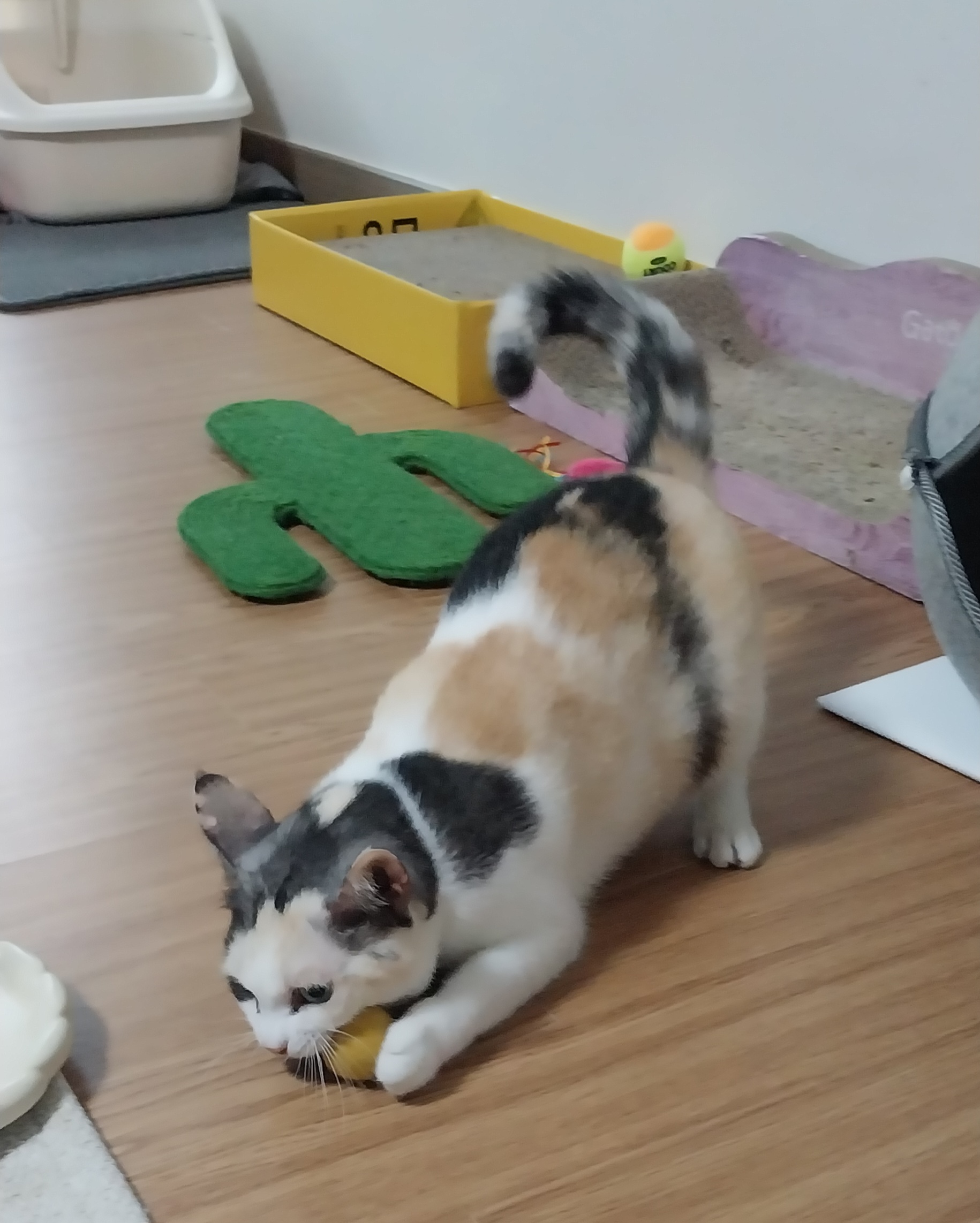 고은이(구 기특이) 입양 석달차 후기