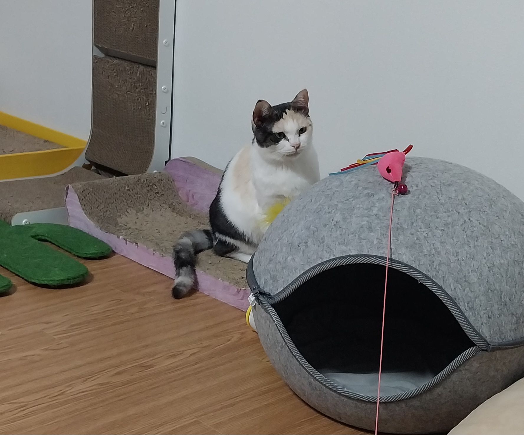 고은이(구 기특이) 입양 석달차 후기
