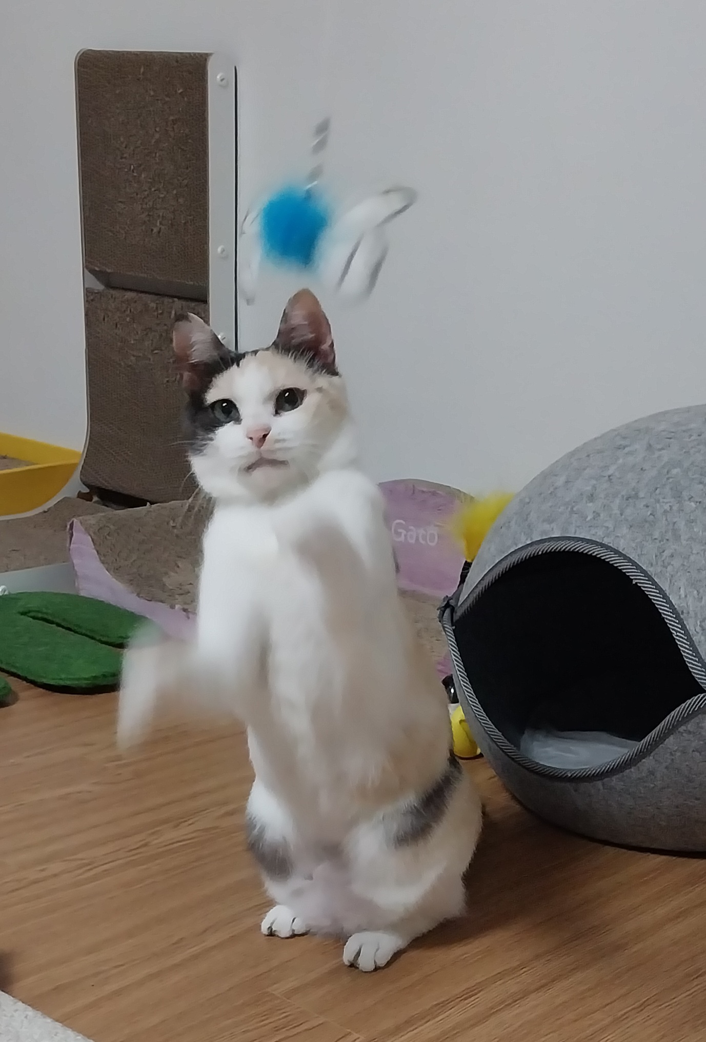 고은이(구 기특이) 입양 석달차 후기