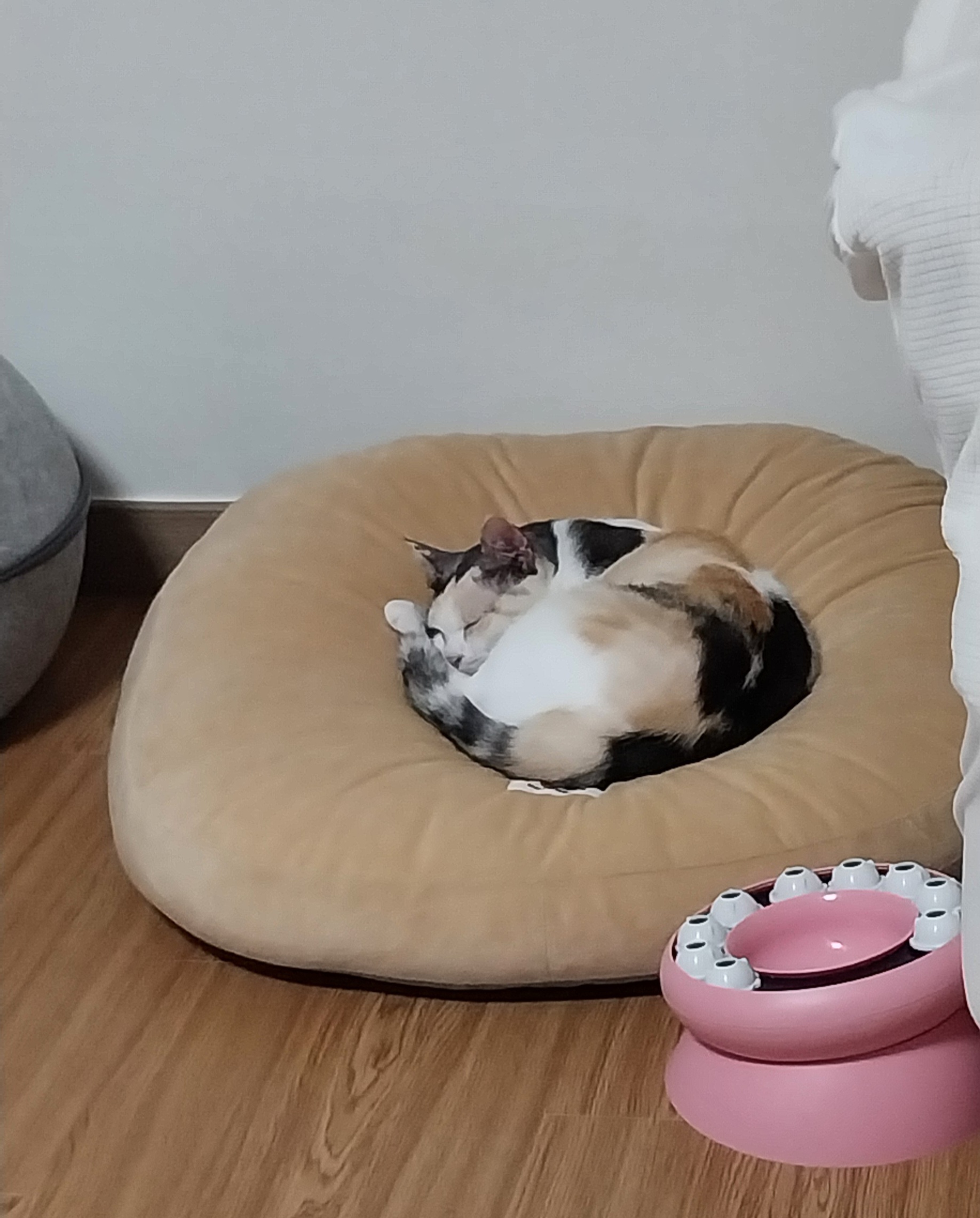 고은이(구 기특이) 입양 석달차 후기
