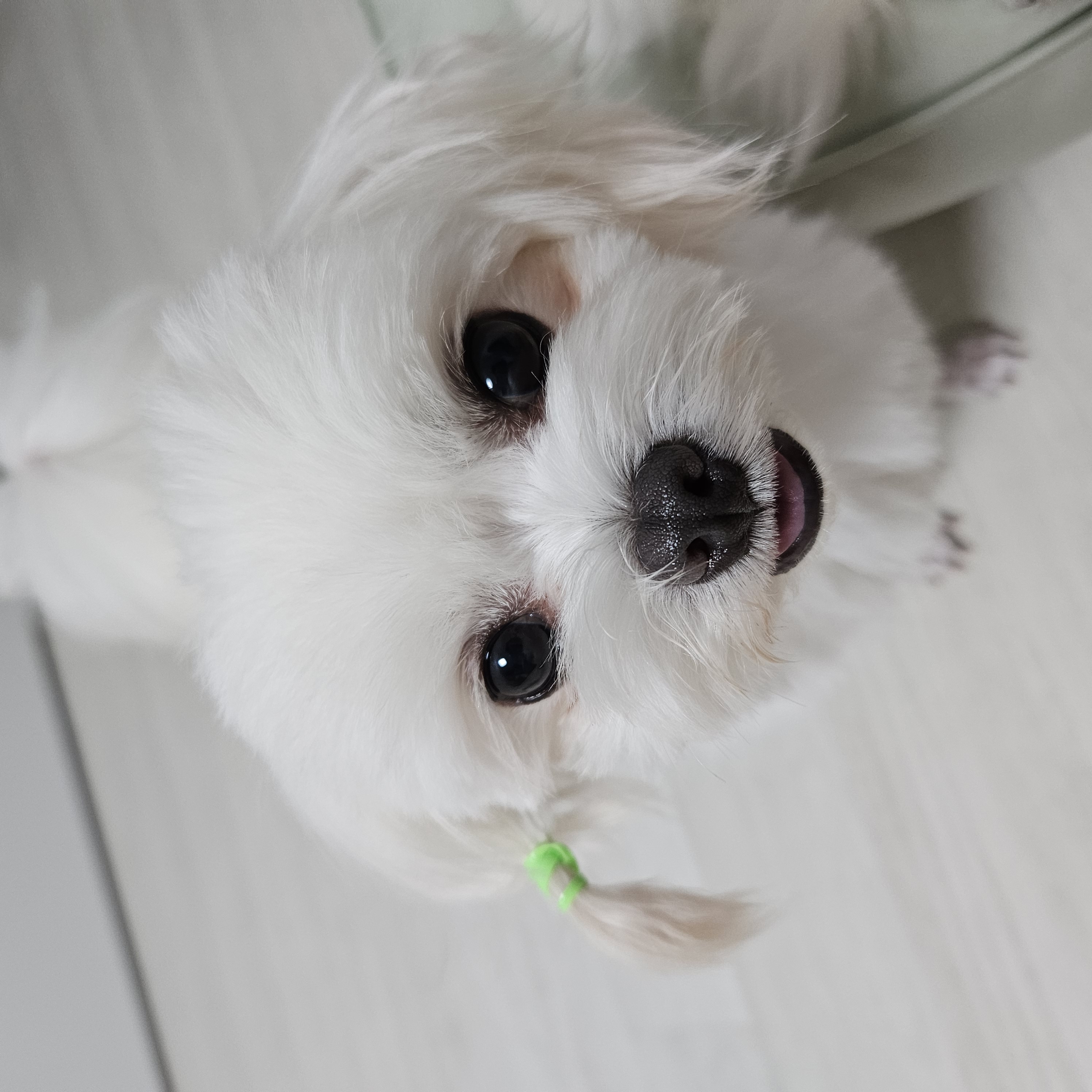 마티 입양 3개월 후기