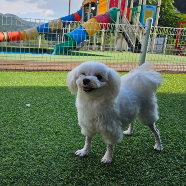 마티 입양 3개월 후기