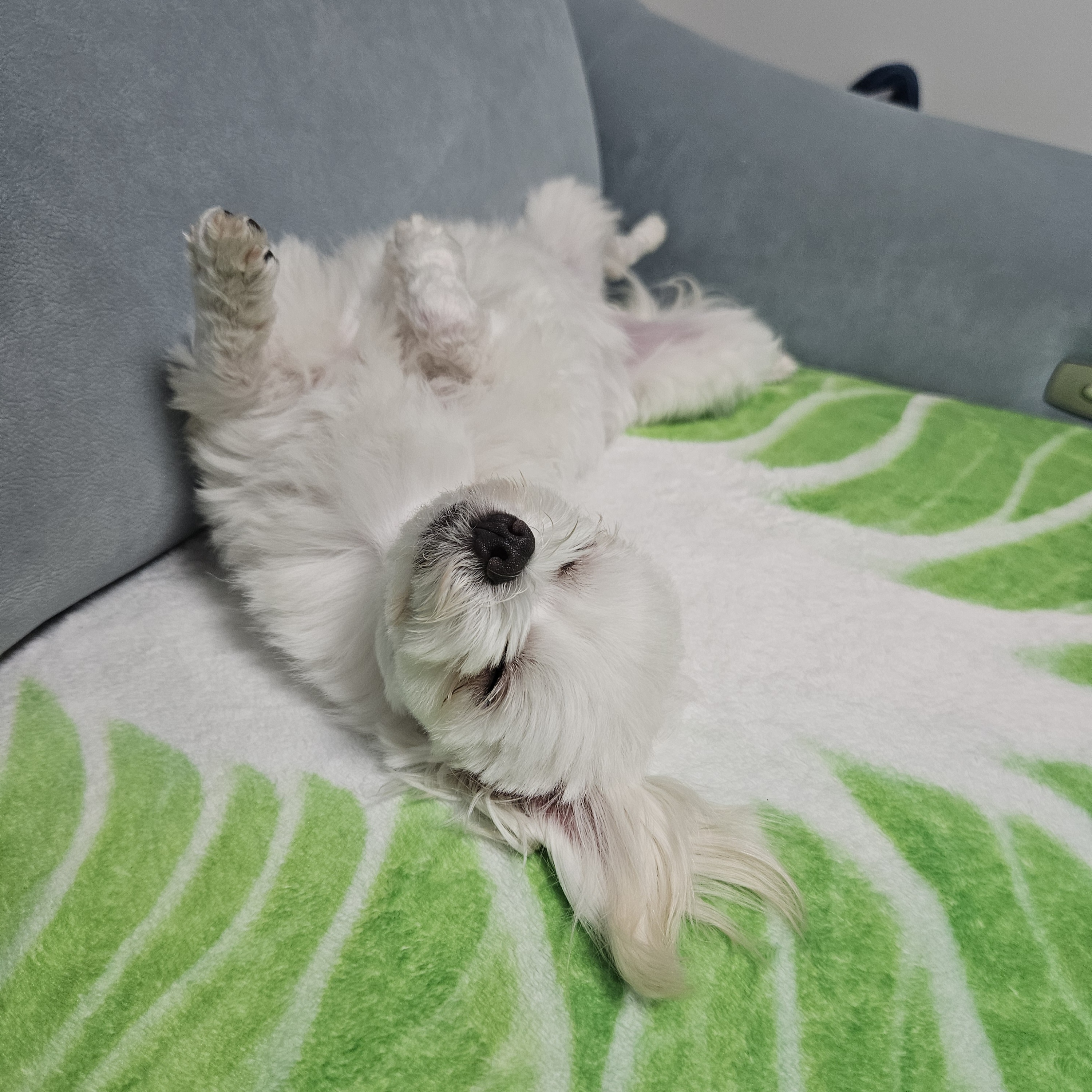 마티 입양 3개월 후기